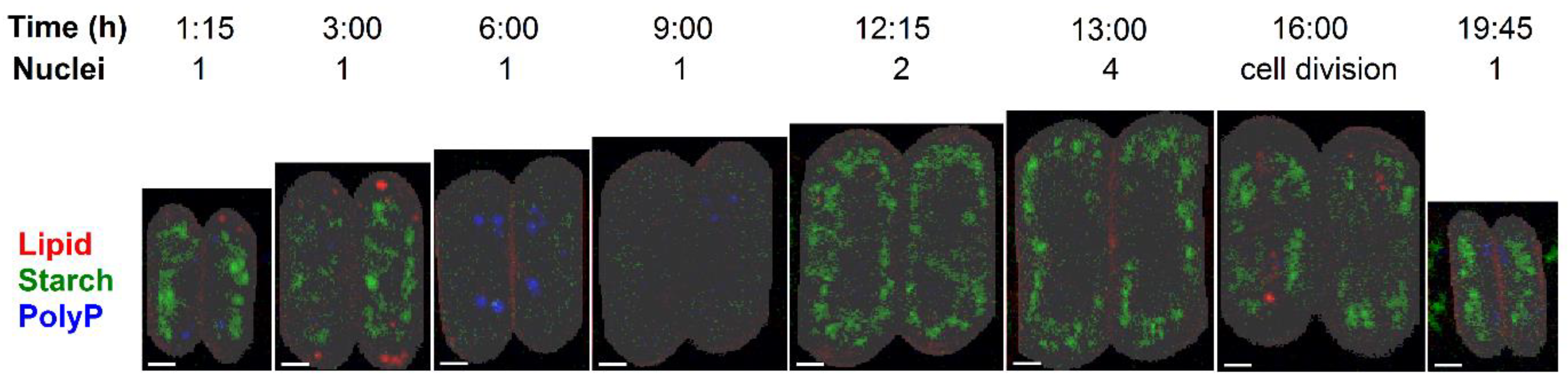 Cells 10 00062 g007 Cells 10 00062 g007