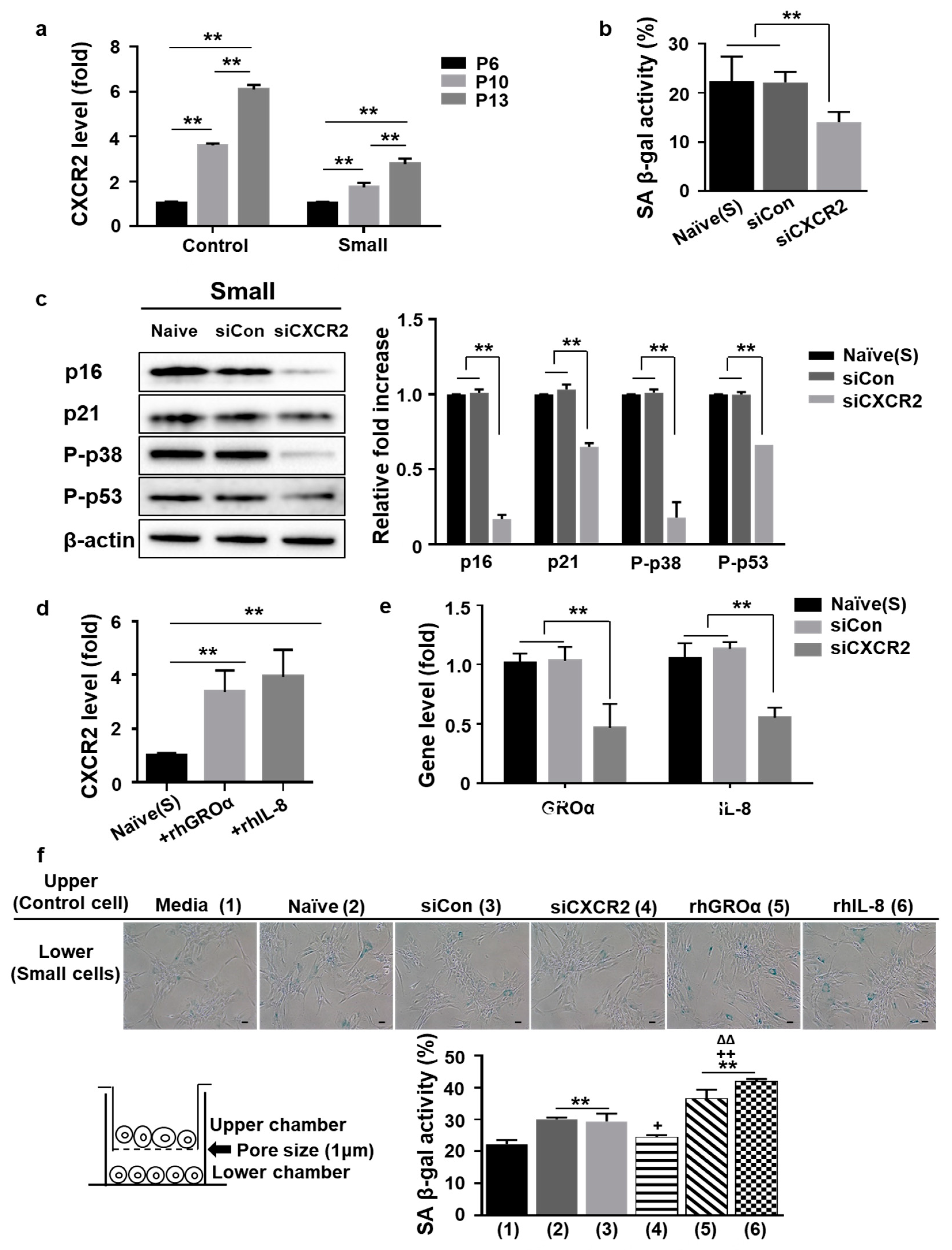 Cells 10 00063 g004 Cells 10 00063 g004