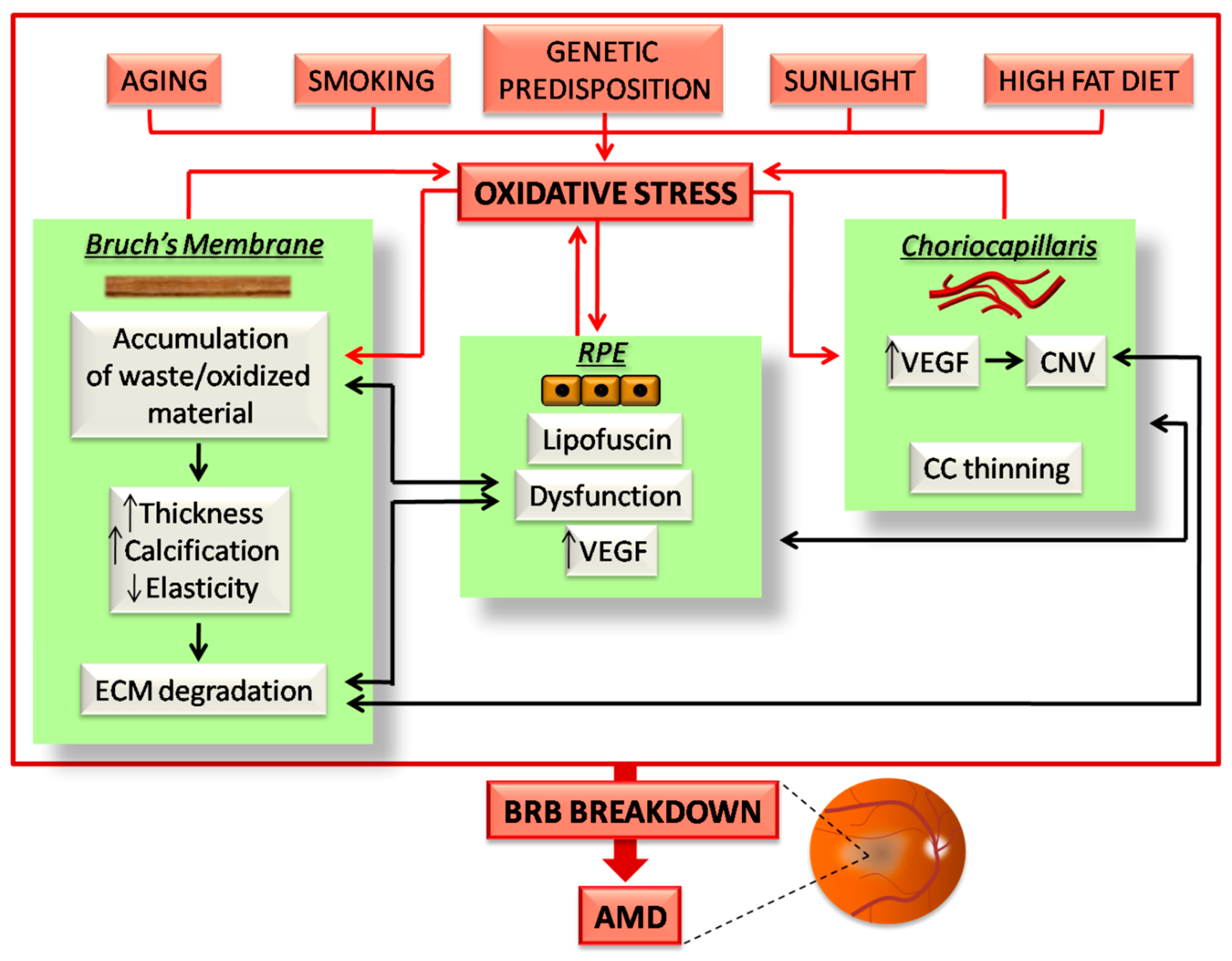 Cells 10 00064 g002 Cells 10 00064 g002