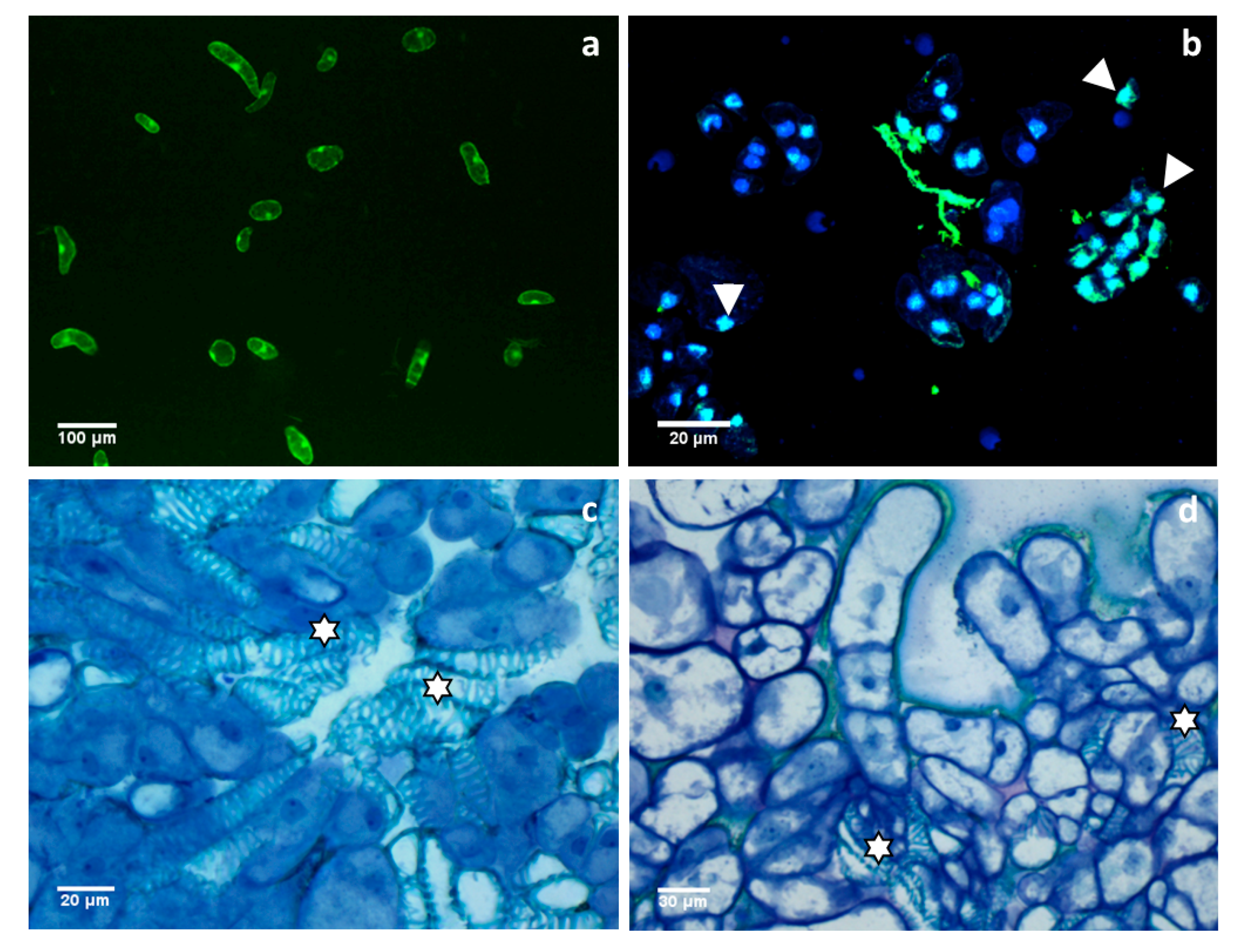 Behavioral, Biochemical and Electrophysiological Changes in