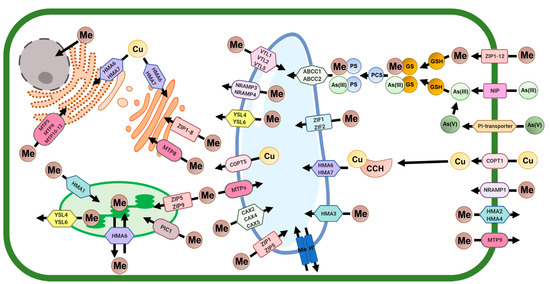 Insights into Plant Programmed Cell Death Induced by Heavy  MetalsDiscovering a Terra Incognita