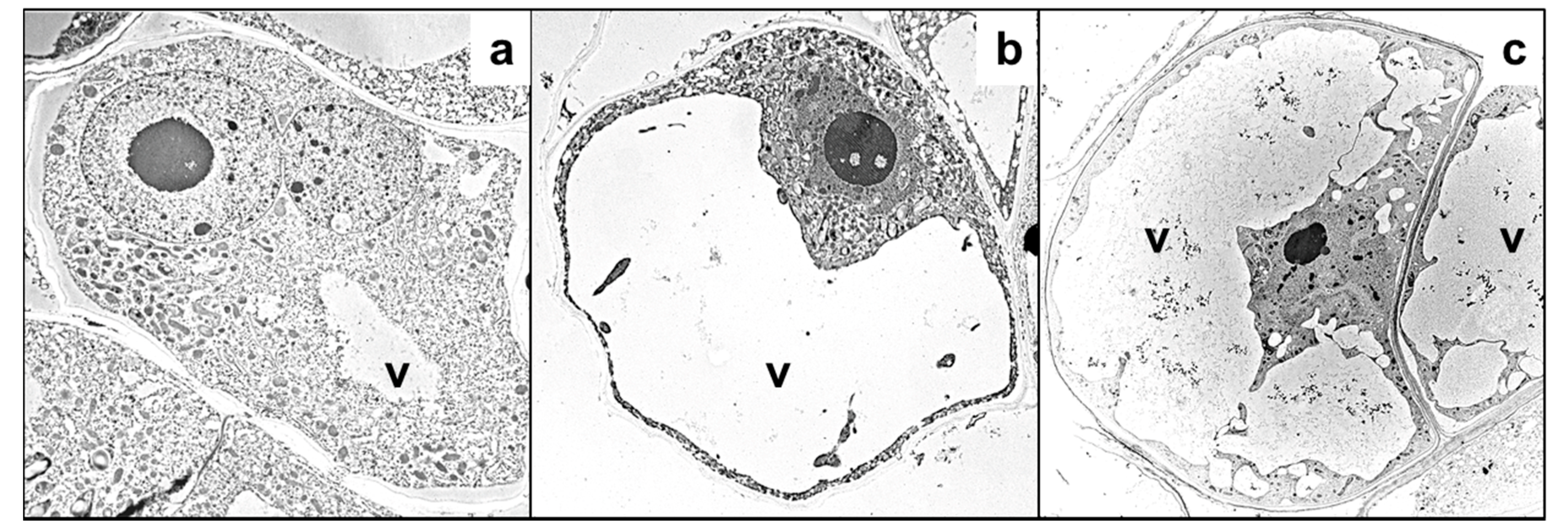 Cells 10 00065 g004 Cells 10 00065 g004