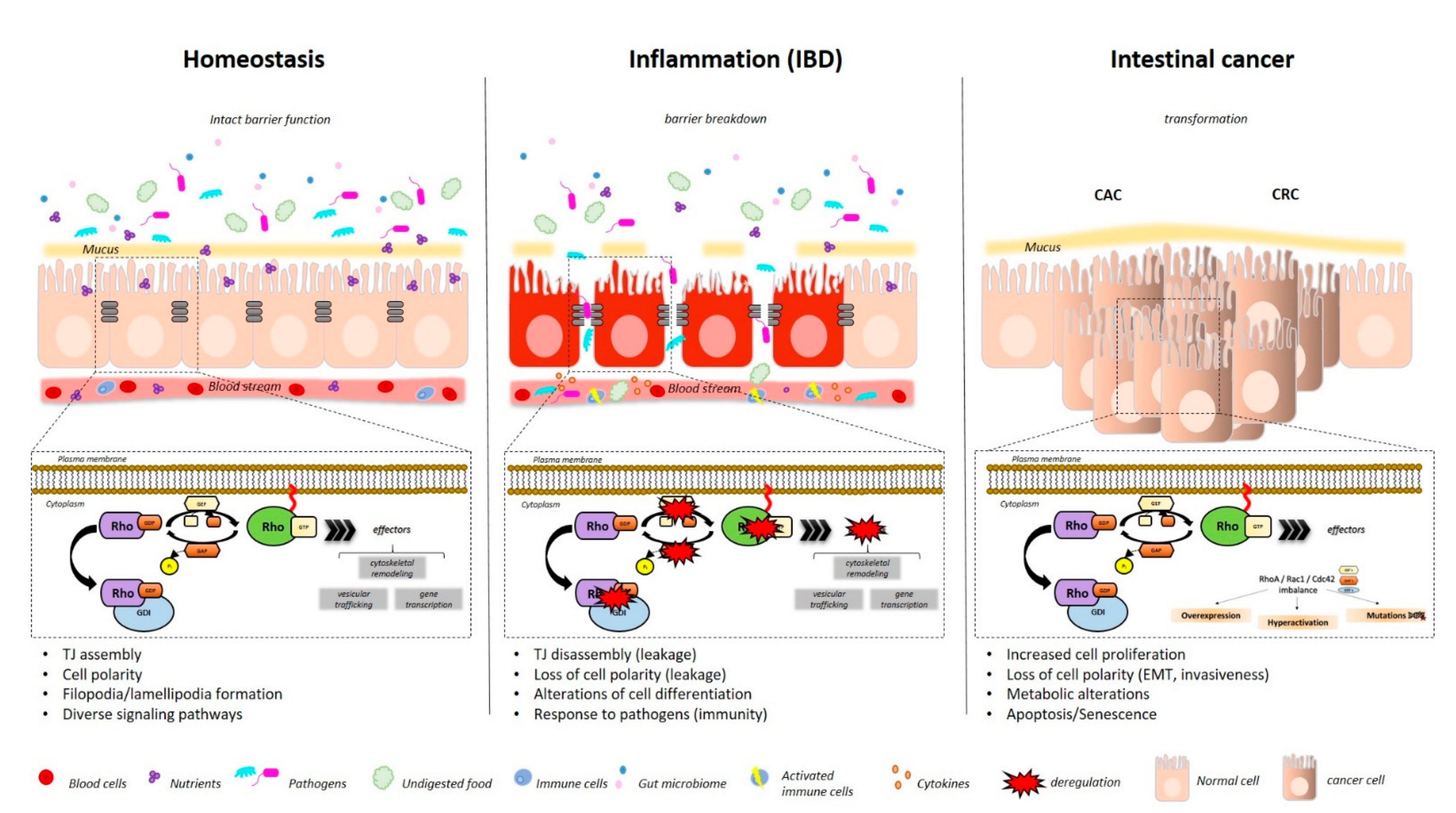 Cells 10 00066 g002 Cells 10 00066 g002