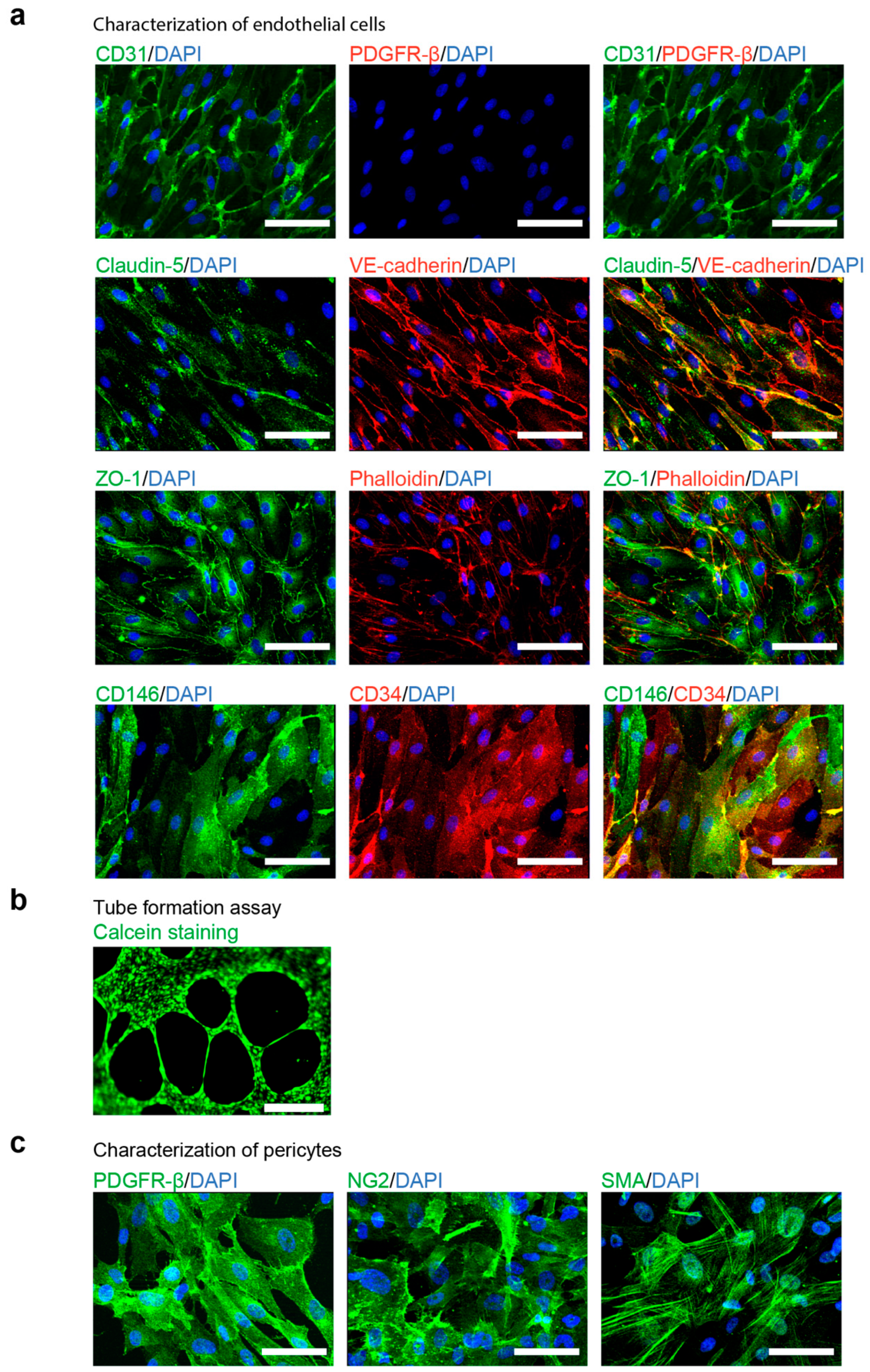 Cells 10 00074 g002