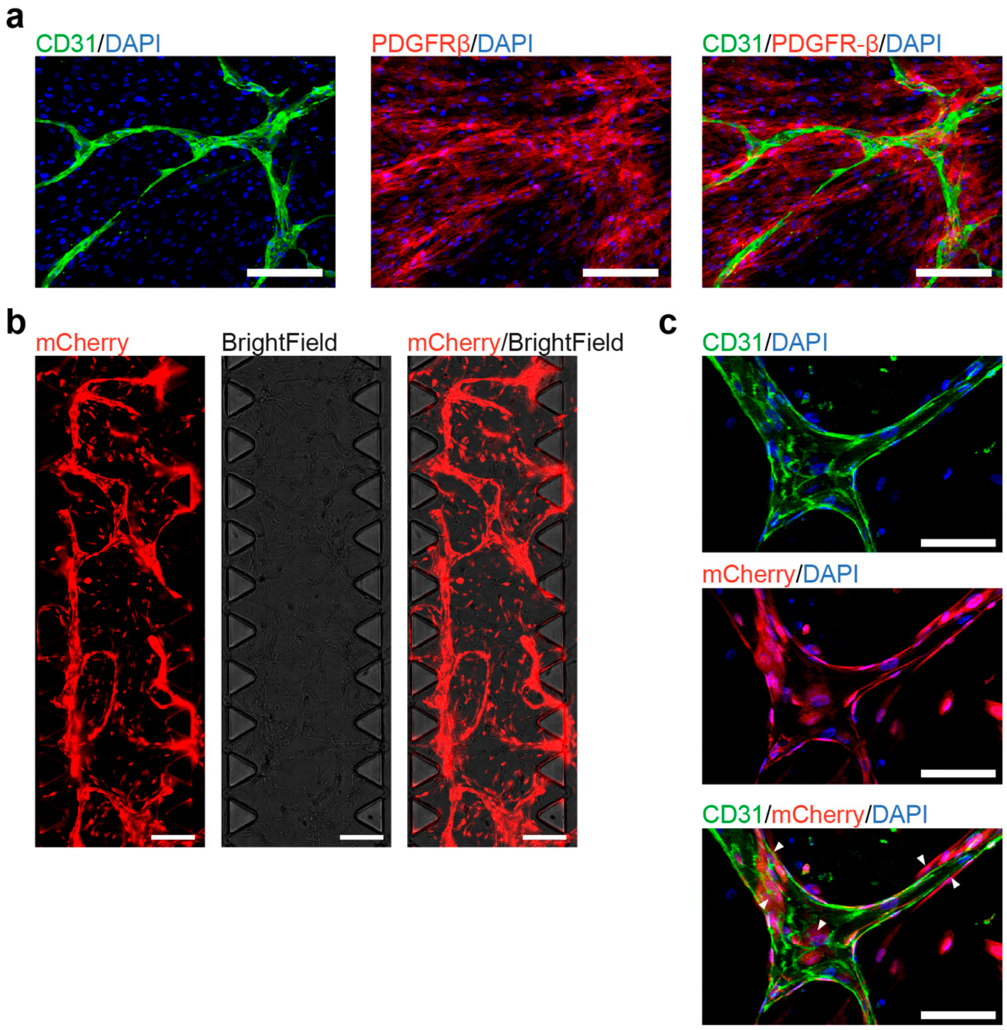 Cells 10 00074 g004