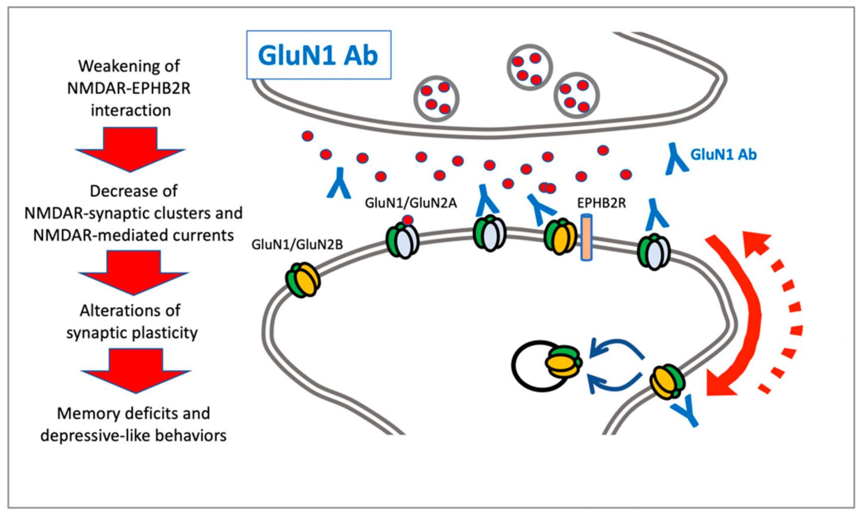 NMDA and AMPA Receptor Autoantibodies in Brain Disorders From Molecular Mechanisms to Clinical Features