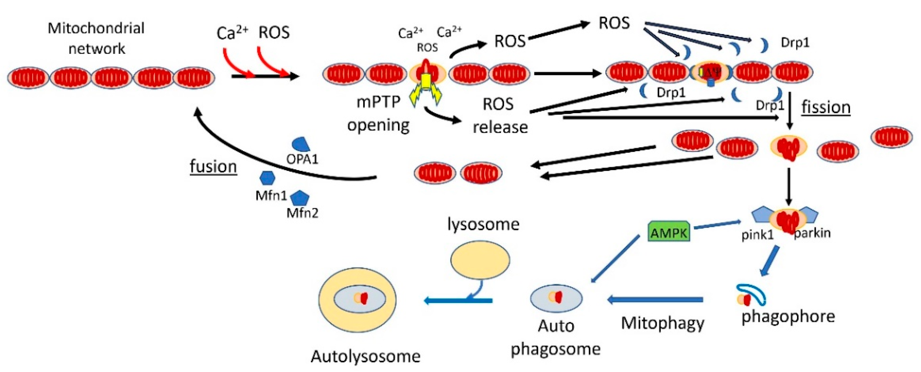 Cells 10 00079 g002