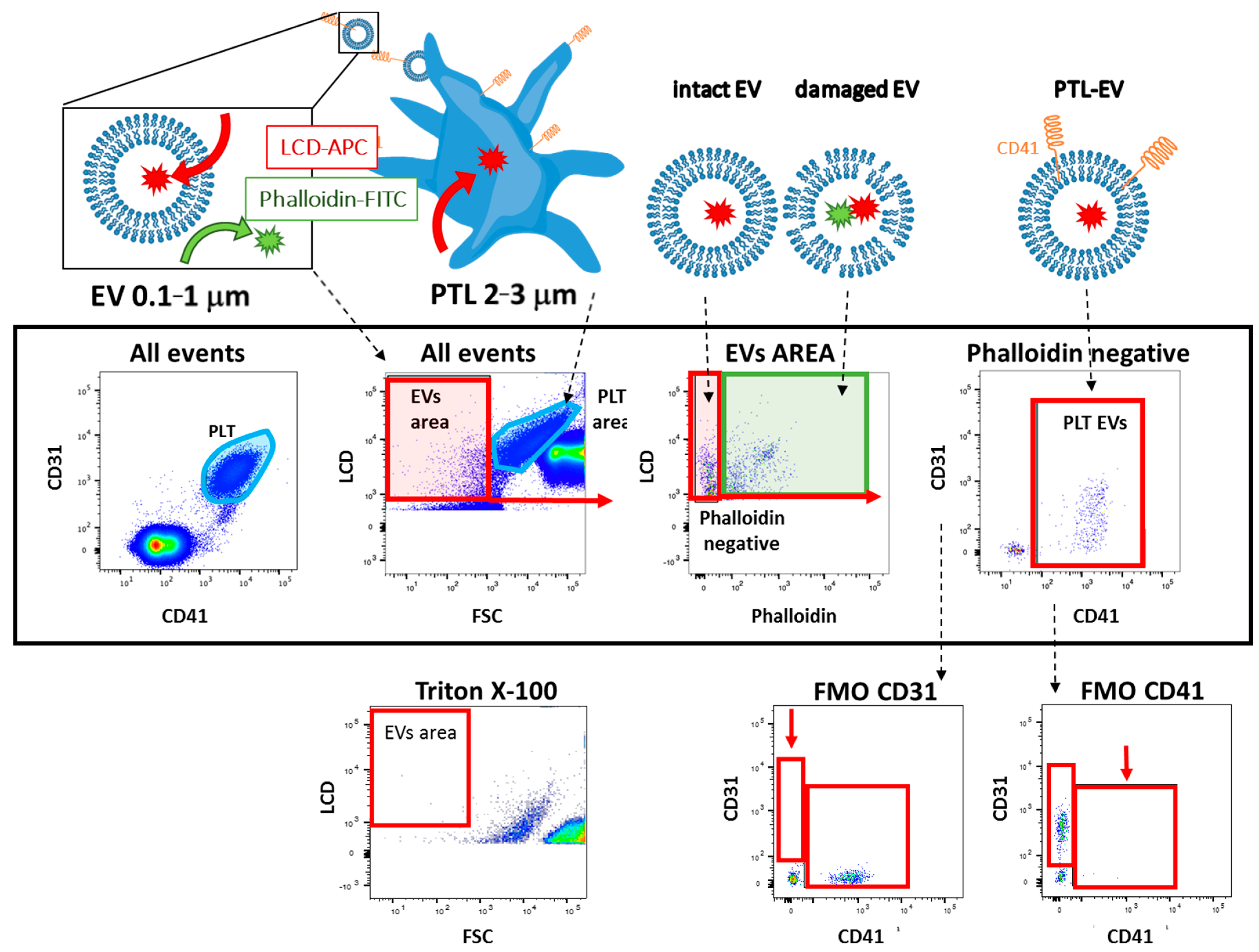 Cells 10 00085 g001 Cells 10 00085 g001