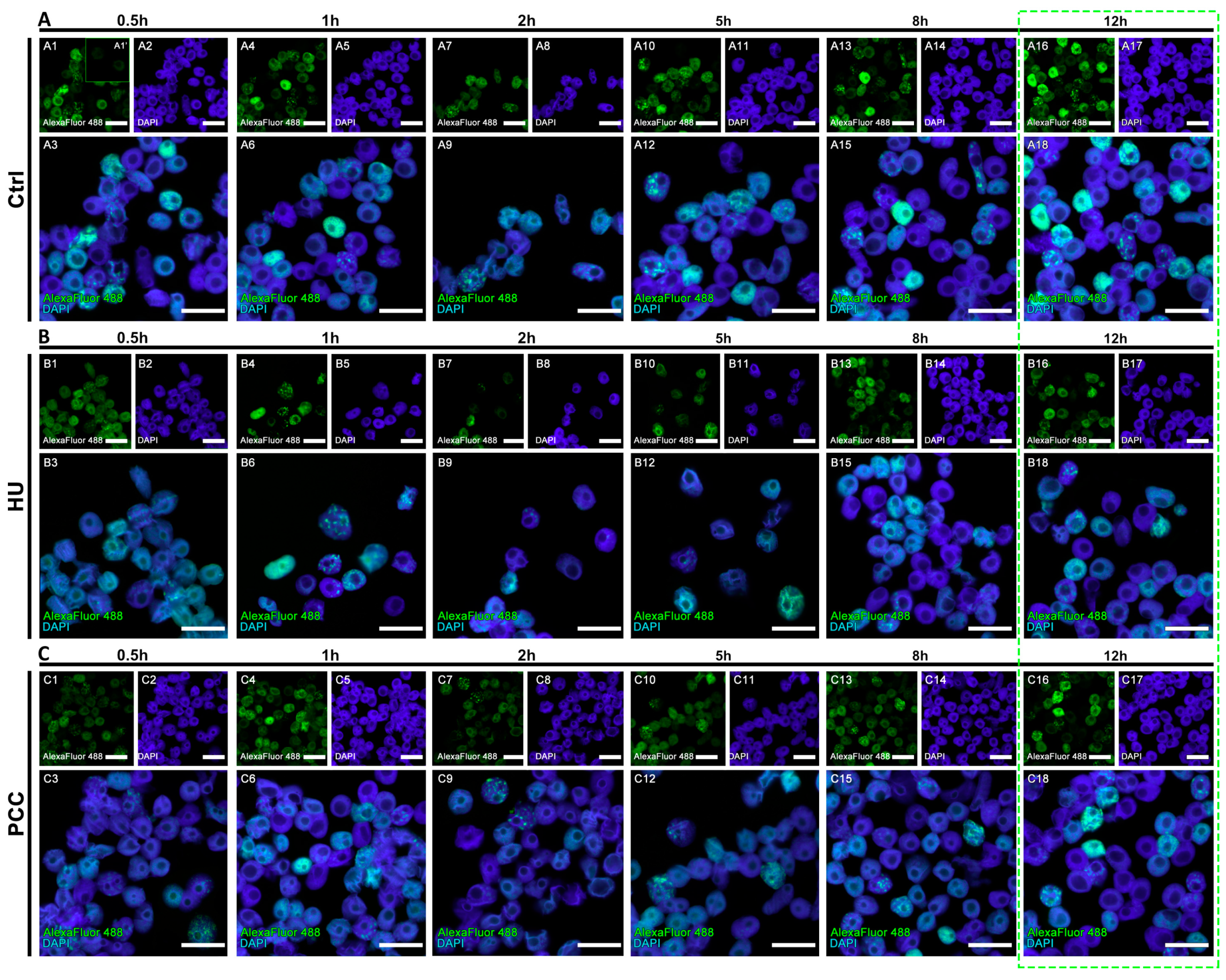 Cells 10 00088 g005 Cells 10 00088 g005
