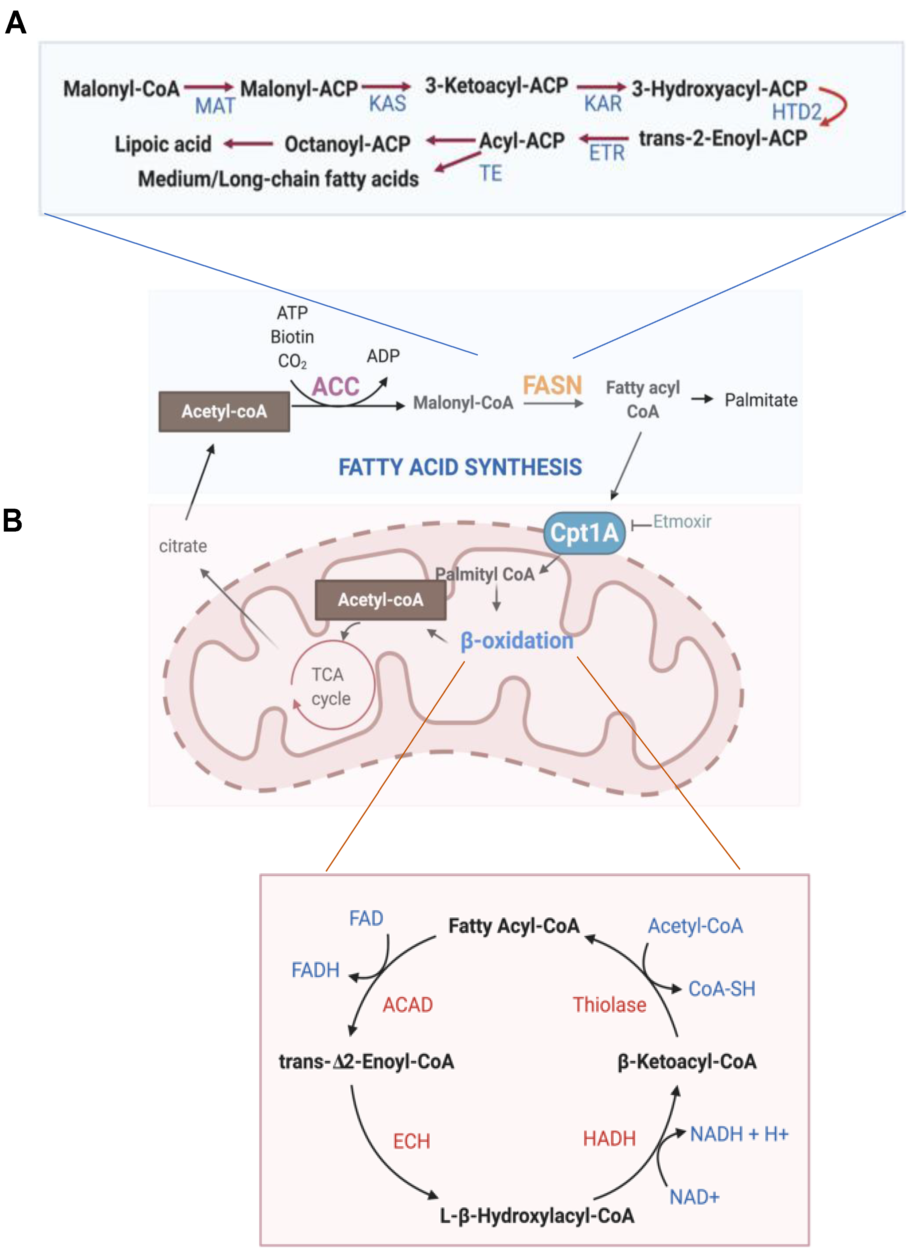 Cells 10 00089 g003 Cells 10 00089 g003