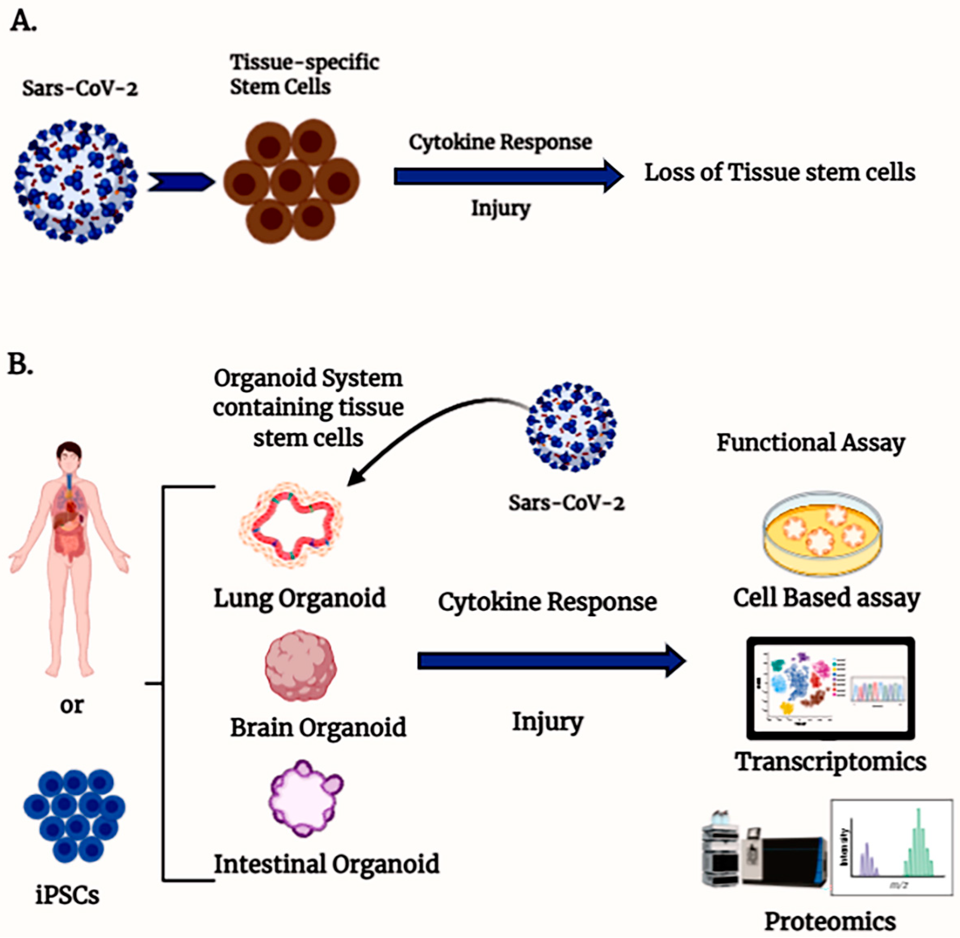 Cells 10 00091 g001 Cells 10 00091 g001