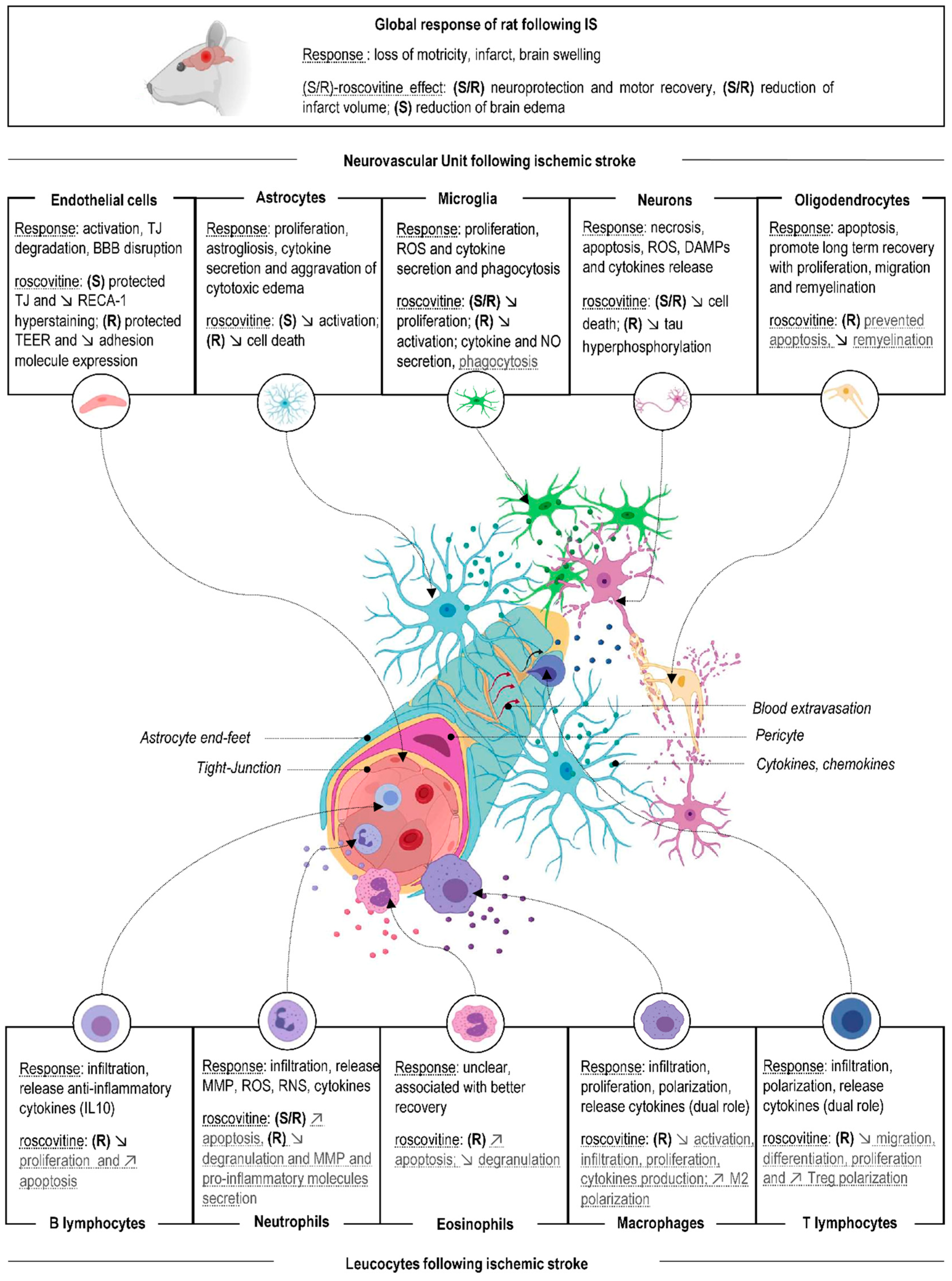 Cellular and Molecular Mechanisms of R/S-Roscovitine and