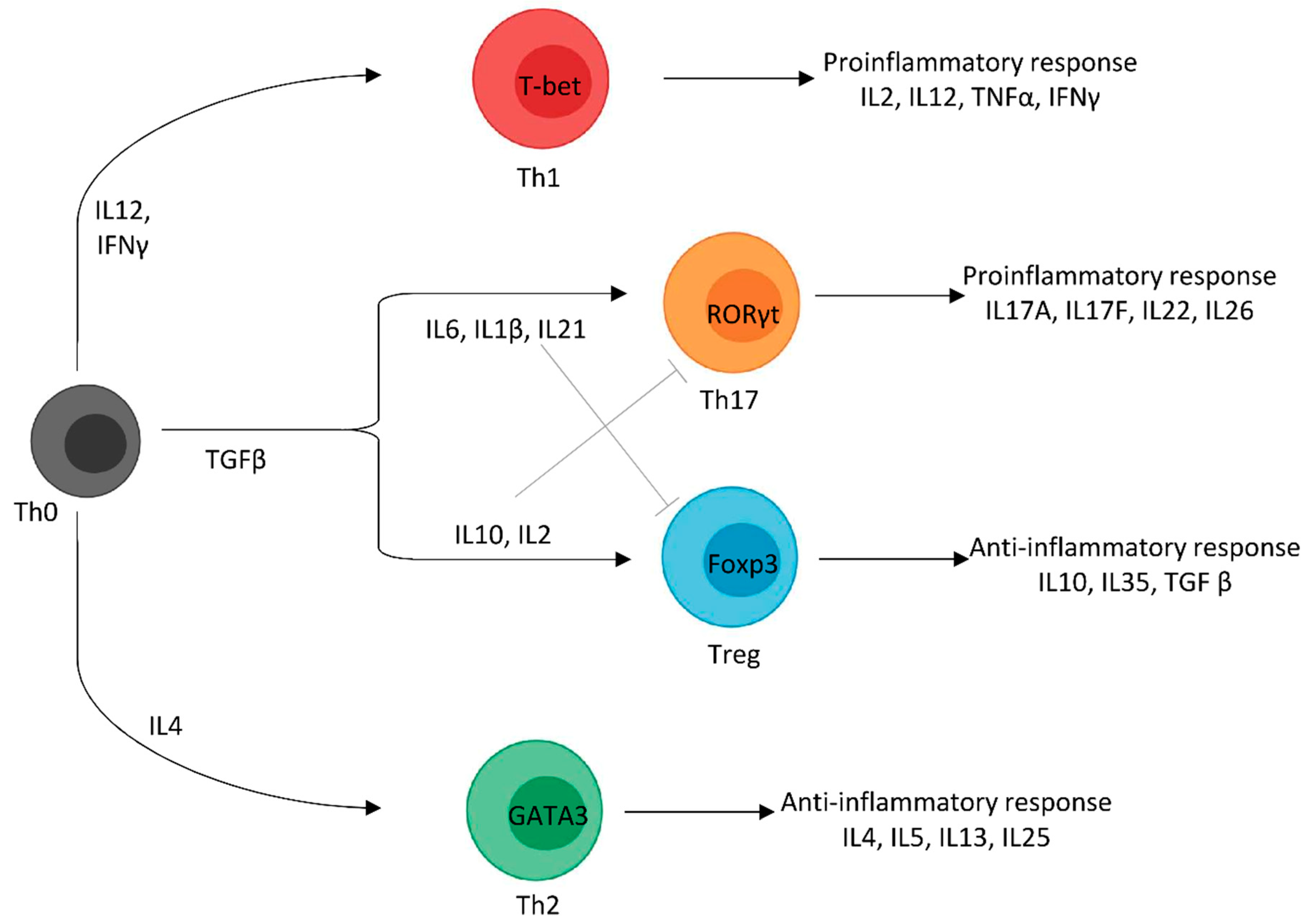 Cellular and Molecular Mechanisms of R/S-Roscovitine and