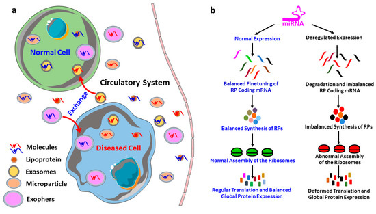 microRNAs Mediated Regulation of the Ribosomal Proteins and