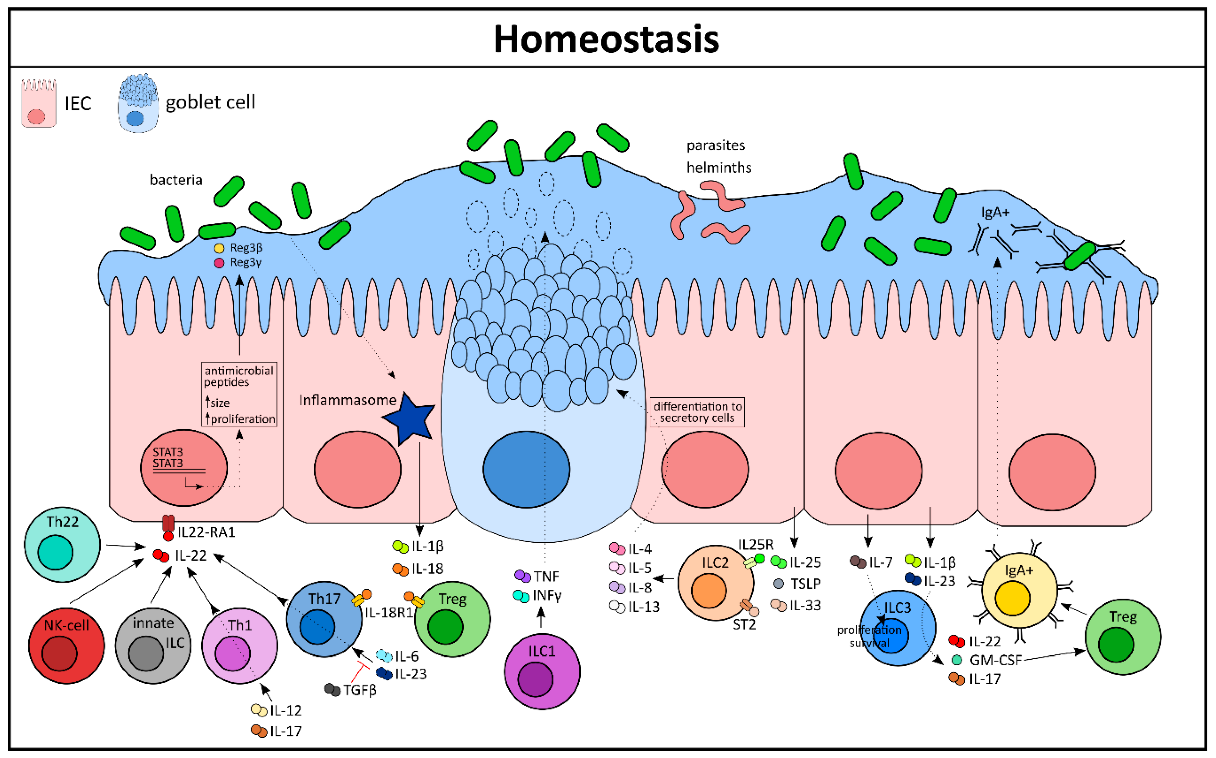 Cells Free Full Text Cytokine Mediated Crosstalk Between Immune