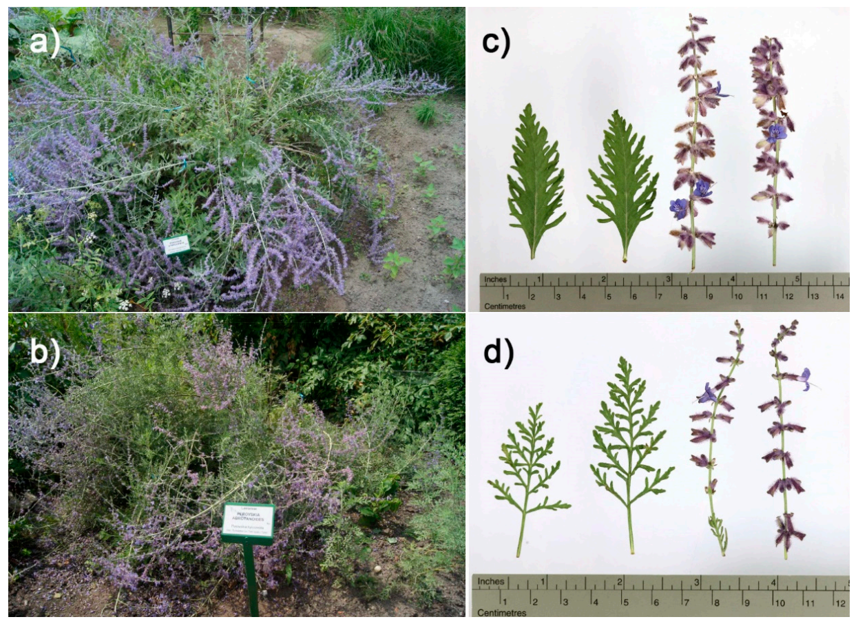 Cells 10 00112 g0a1 Cells 10 00112 g0a1