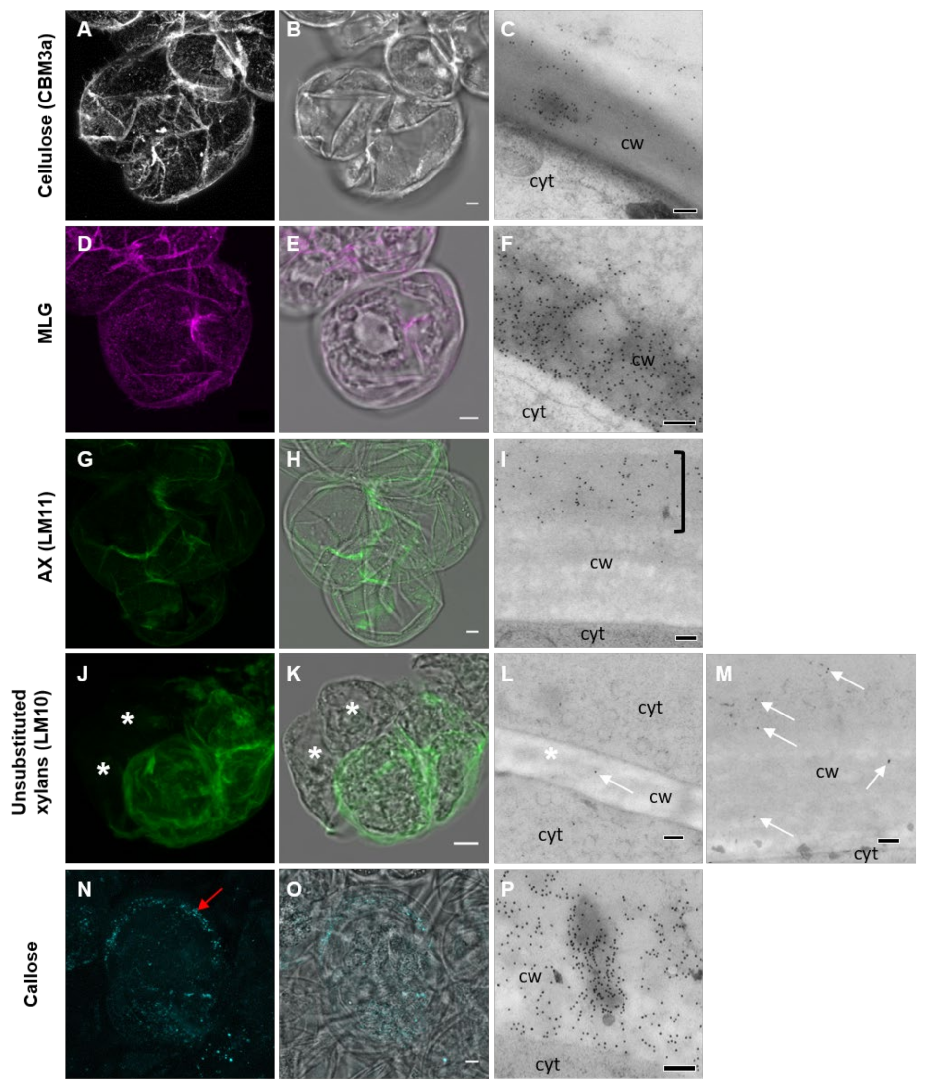 Cells Free Full Text Interactions Between Cellulose And 1 3 1 4 B Glucans And Arabinoxylans In The Regenerating Wall Of Suspension Culture Cells Of The Ryegrass Lolium Multiflorum Html Cells Free Full Text Interactions Between Cellulose And 1 3 1 4 B Glucans And Arabinoxylans In The Regenerating Wall Of Suspension Culture Cells Of The Ryegrass Lolium Multiflorum Html