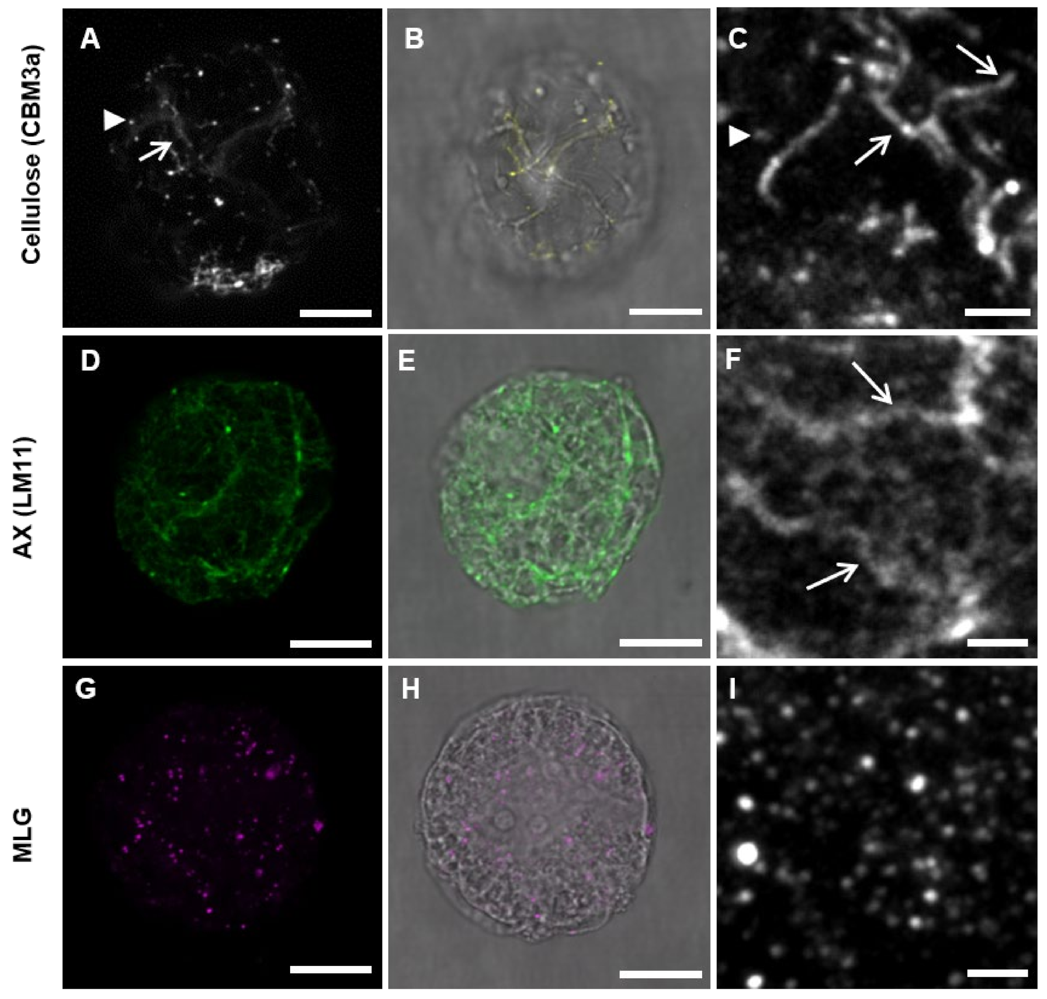 Cells 10 00127 g007 Cells 10 00127 g007