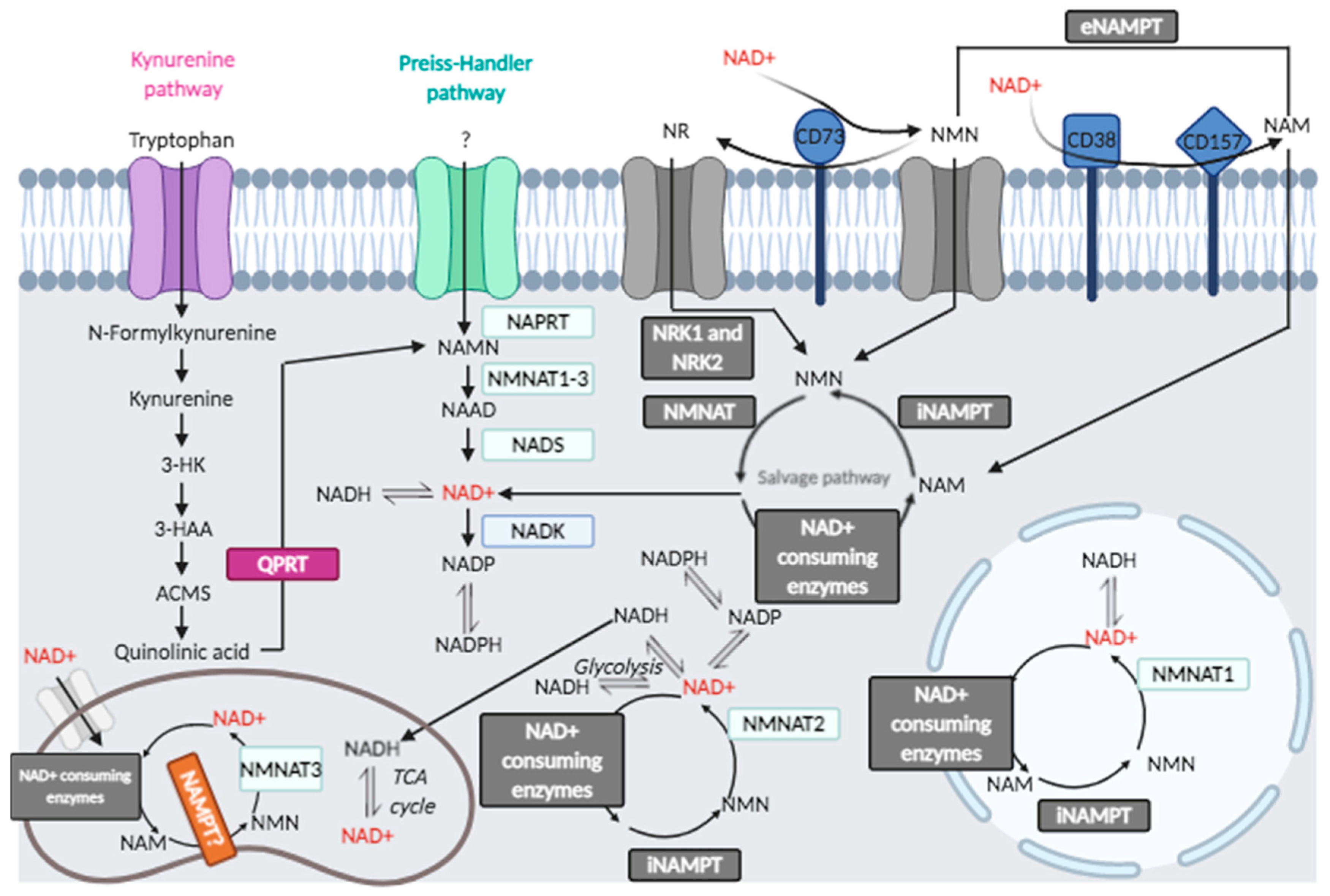 Cells Free Full-Text Mono(ADP-ribosyl)ation Enzymes and NAD+ Metabolism A Focus on Diseases and Therapeutic Perspectives photo