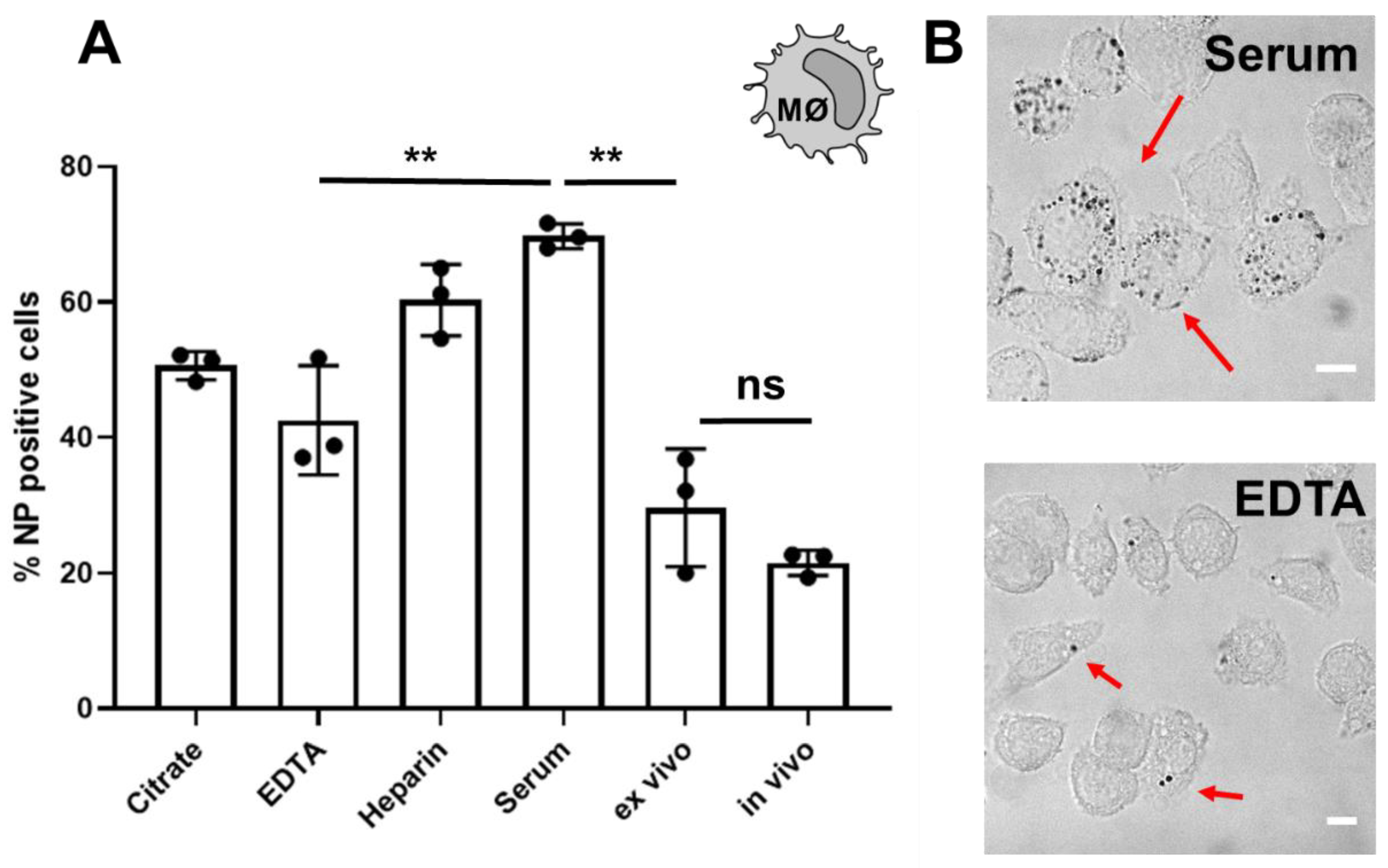 Cells 10 00132 g004 Cells 10 00132 g004