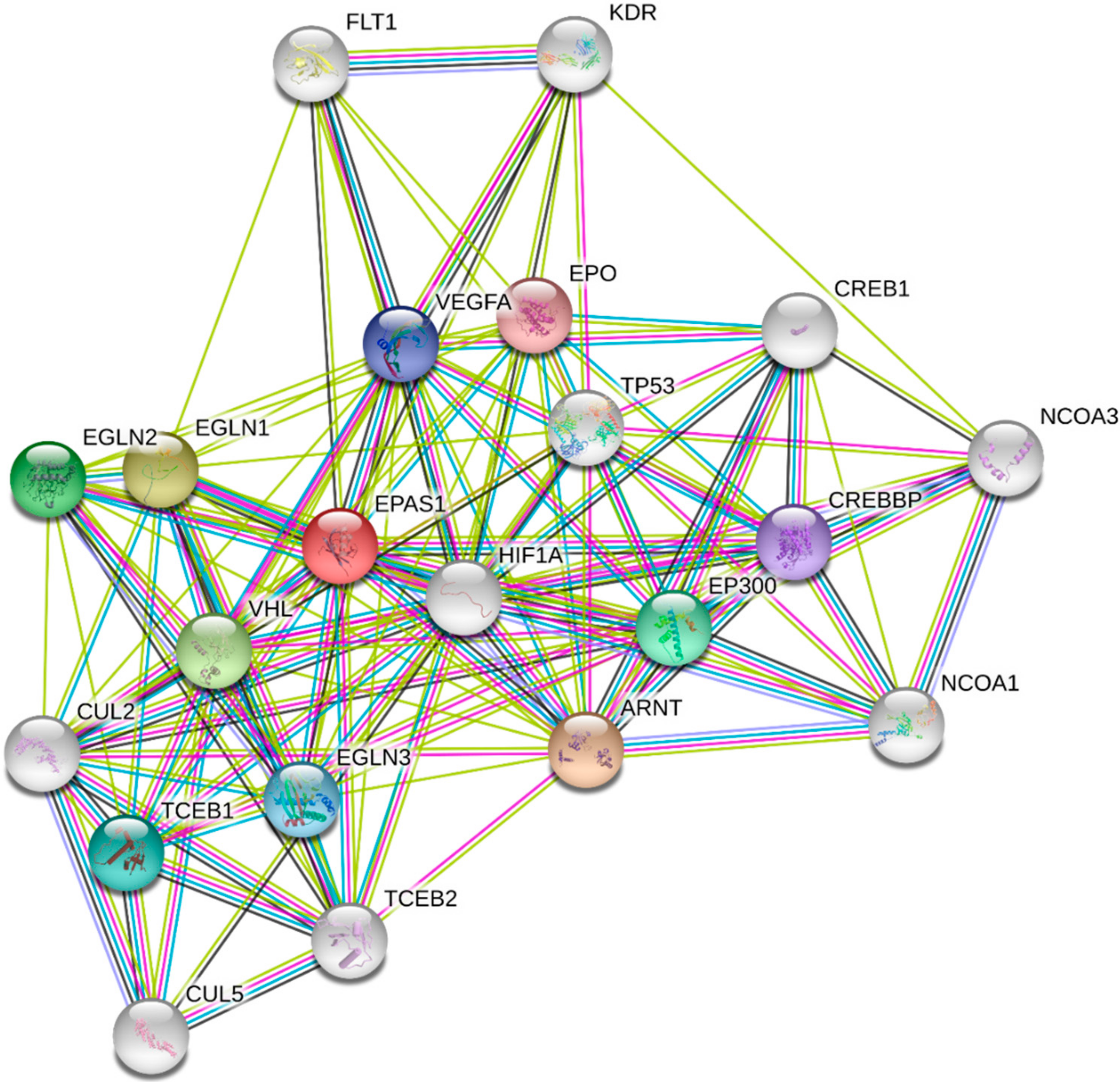 Cells 10 00141 g003 Cells 10 00141 g003
