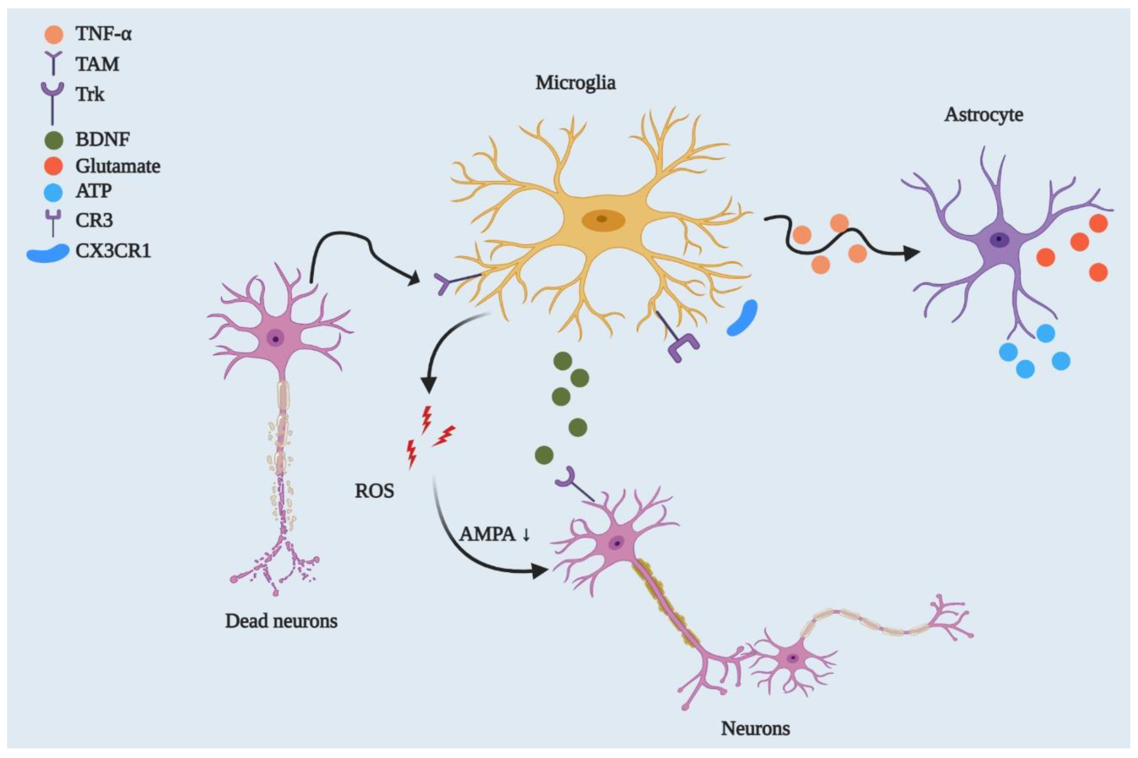 Cells 10 00150 g002 Cells 10 00150 g002