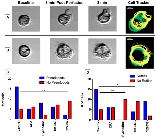 The Cycling of Intracellular Calcium Released in Response to Fluid ...