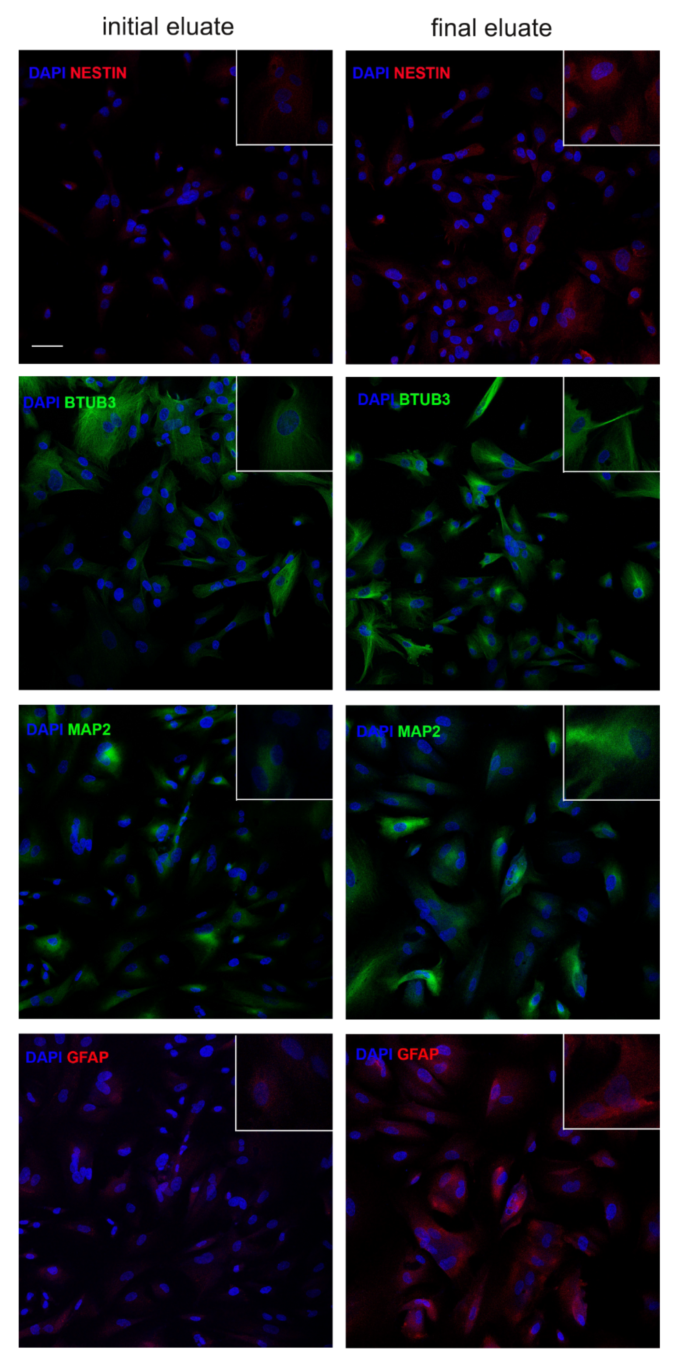 Cells 10 00158 g006