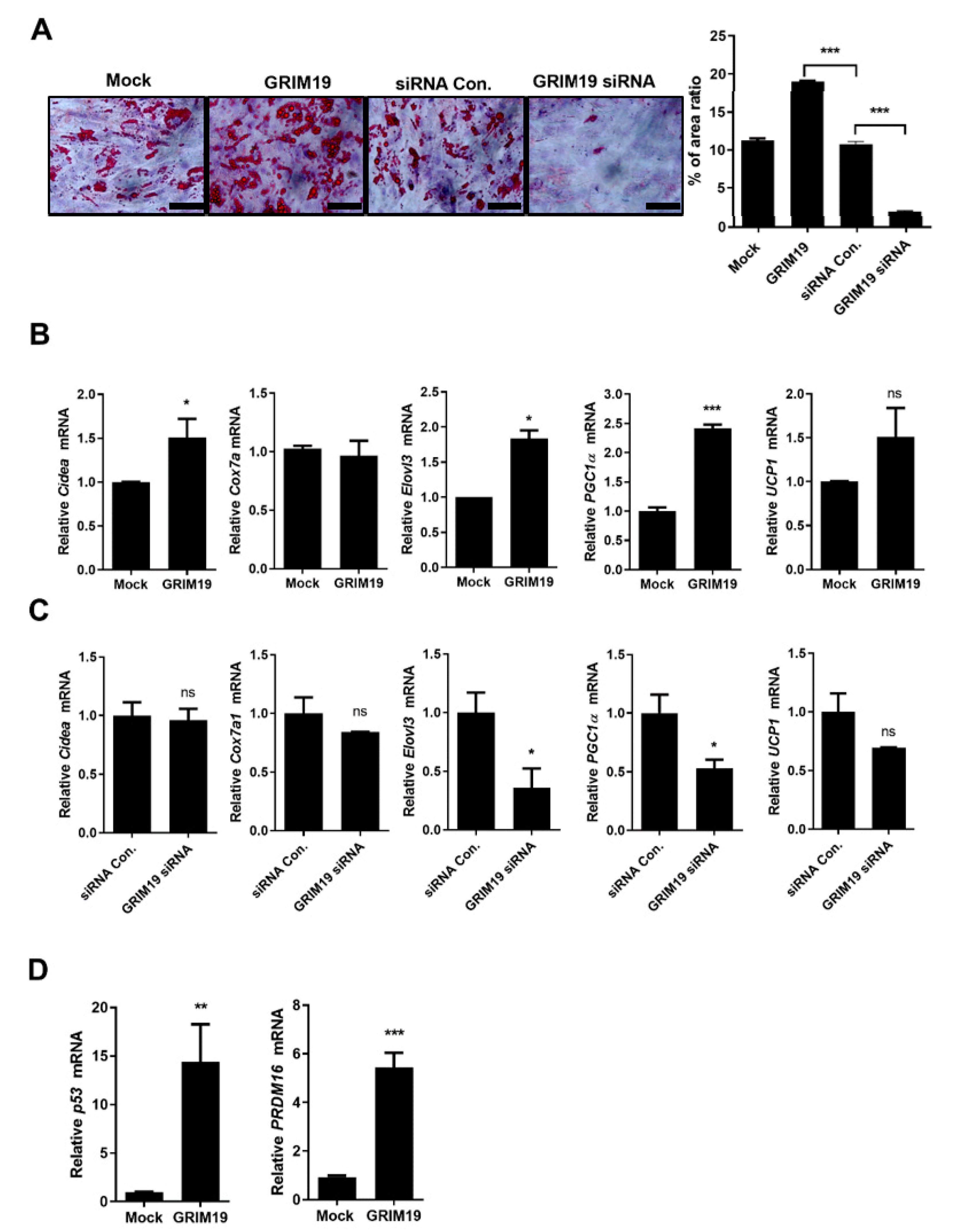 Cells 10 00162 g002 Cells 10 00162 g002