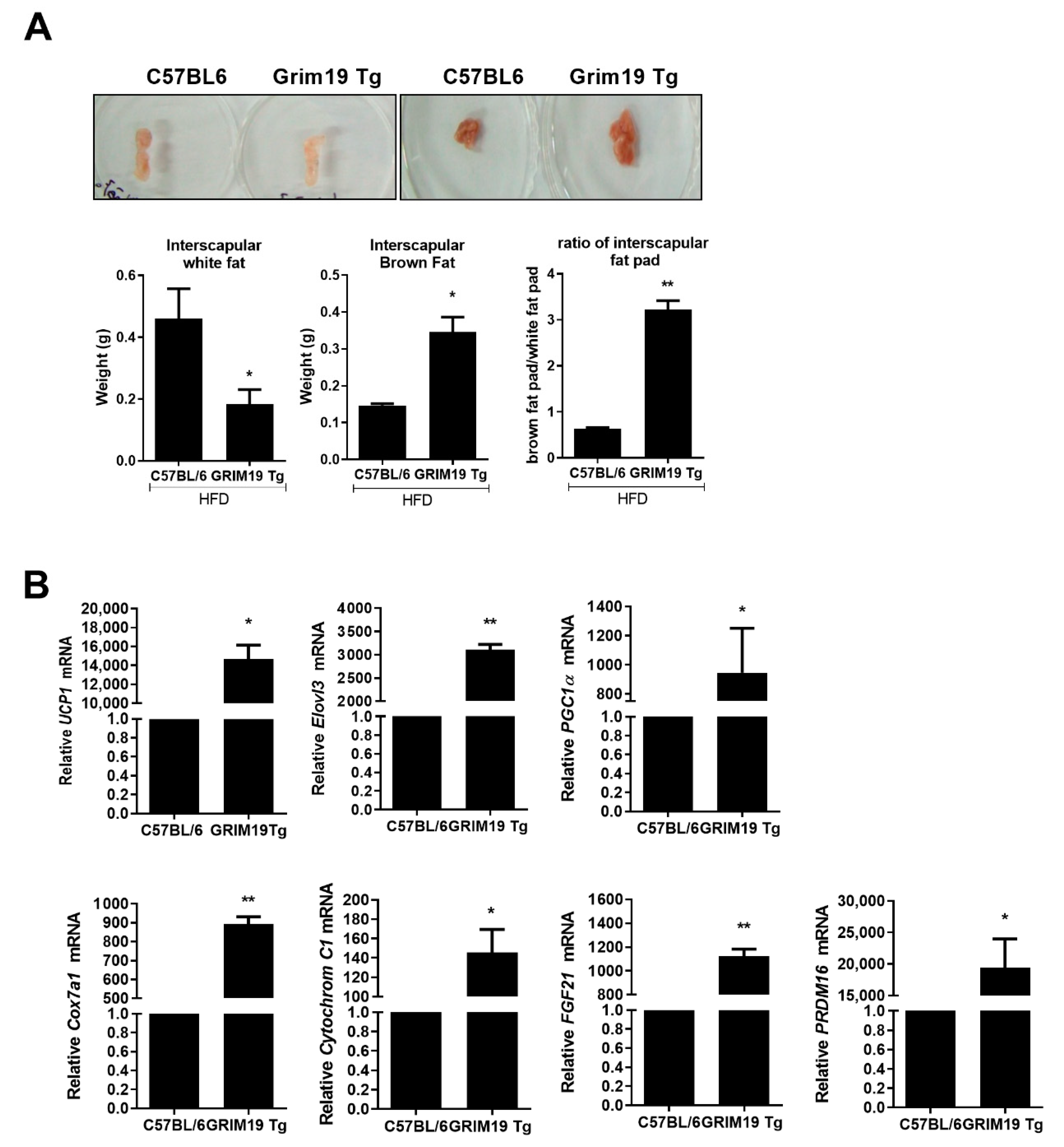 Cells 10 00162 g006 Cells 10 00162 g006