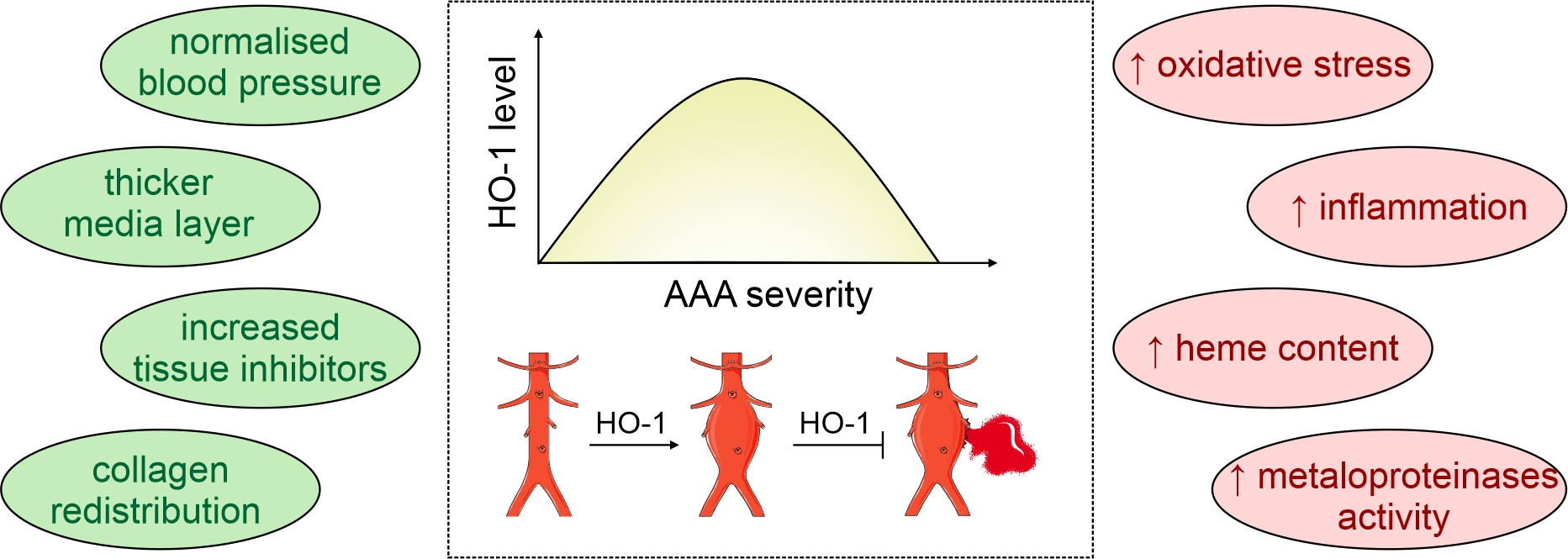 Cells Free Full Text A Dual Role Of Heme Oxygenase 1 In Angiotensin Ii Induced Abdominal Aortic Aneurysm In The Normolipidemic Mice Html Cells Free Full Text A Dual Role Of Heme Oxygenase 1 In Angiotensin Ii Induced Abdominal Aortic Aneurysm In The Normolipidemic Mice Html