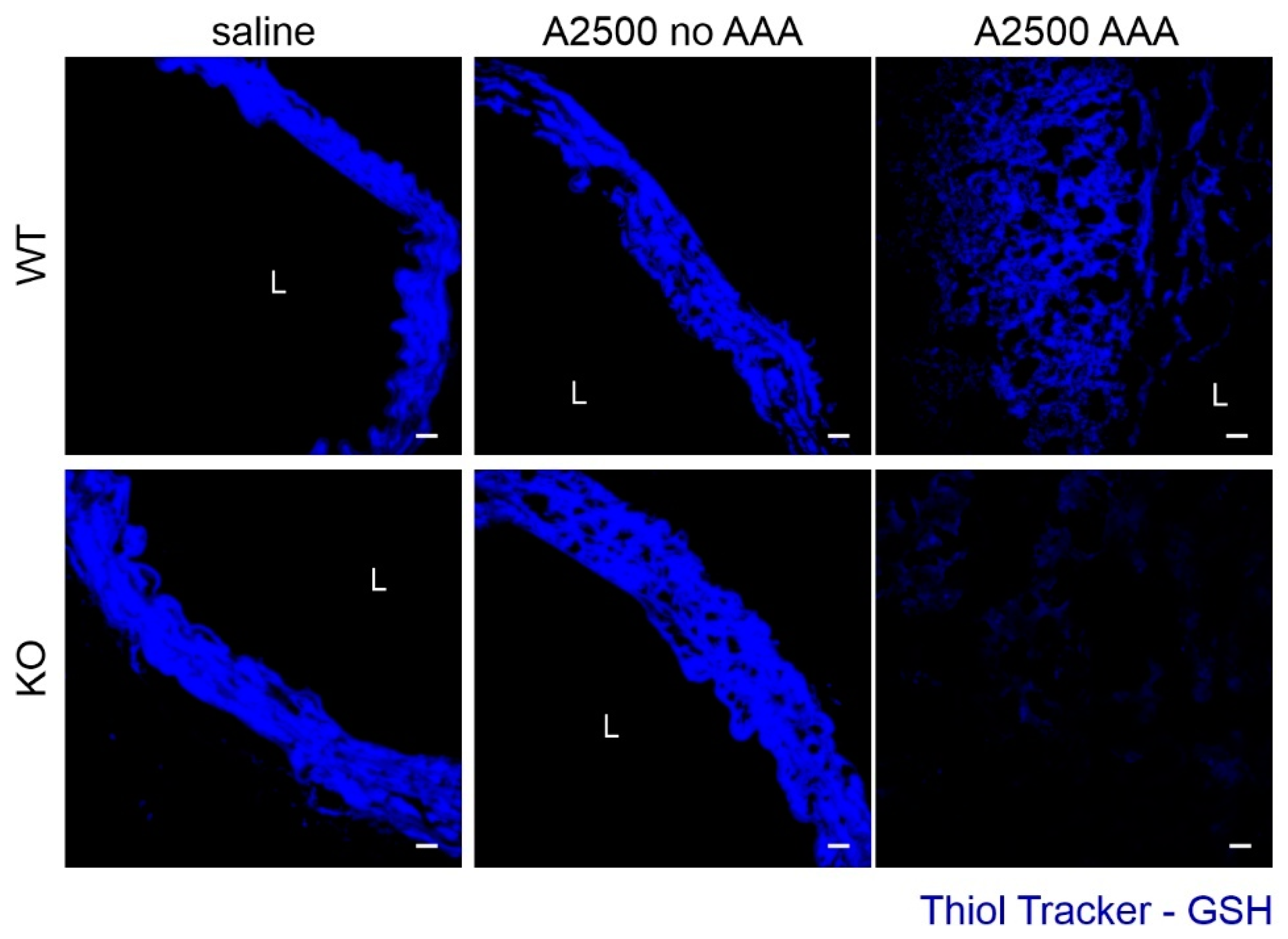 Cells 10 00163 g004 Cells 10 00163 g004