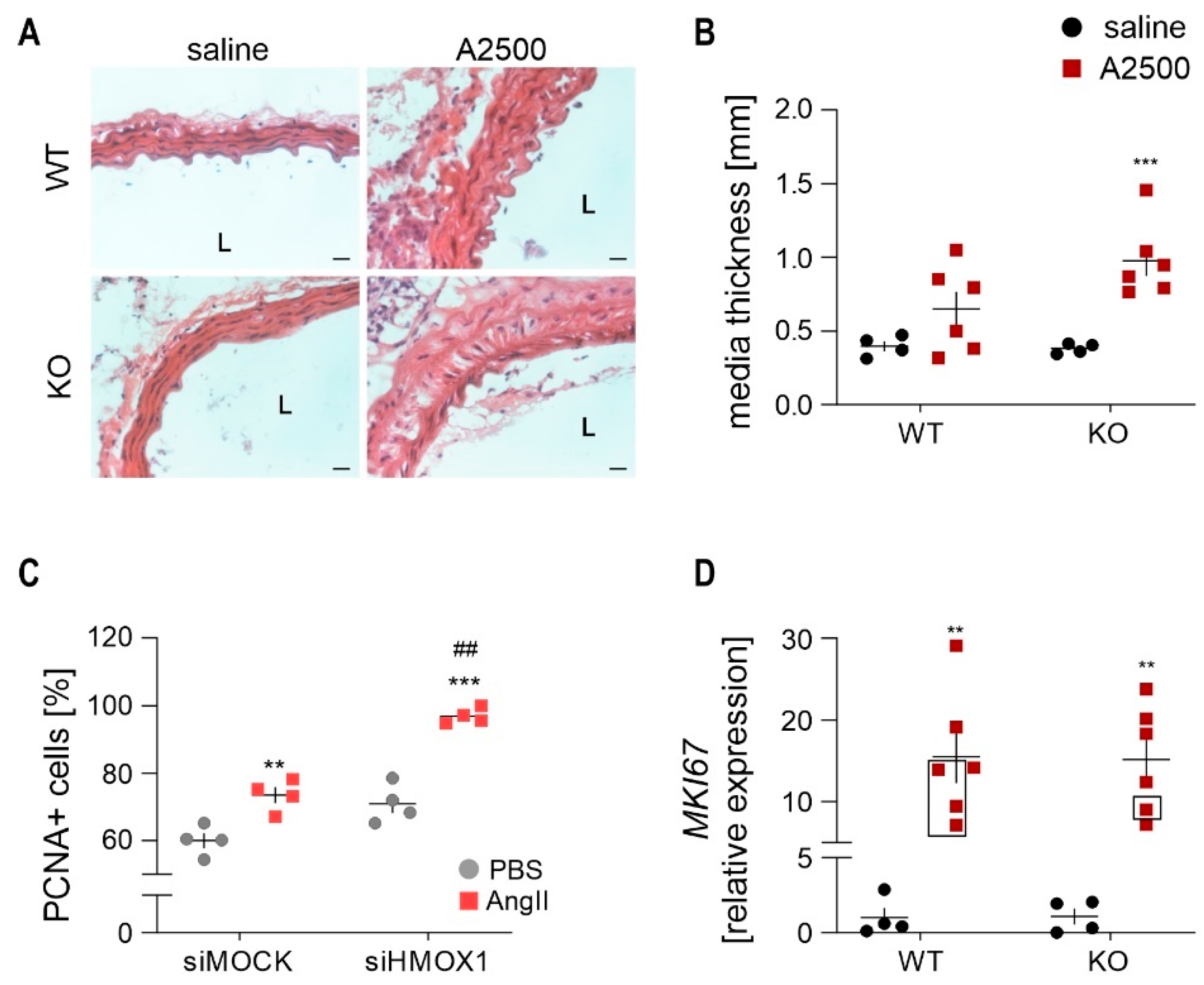 Cells 10 00163 g007 Cells 10 00163 g007