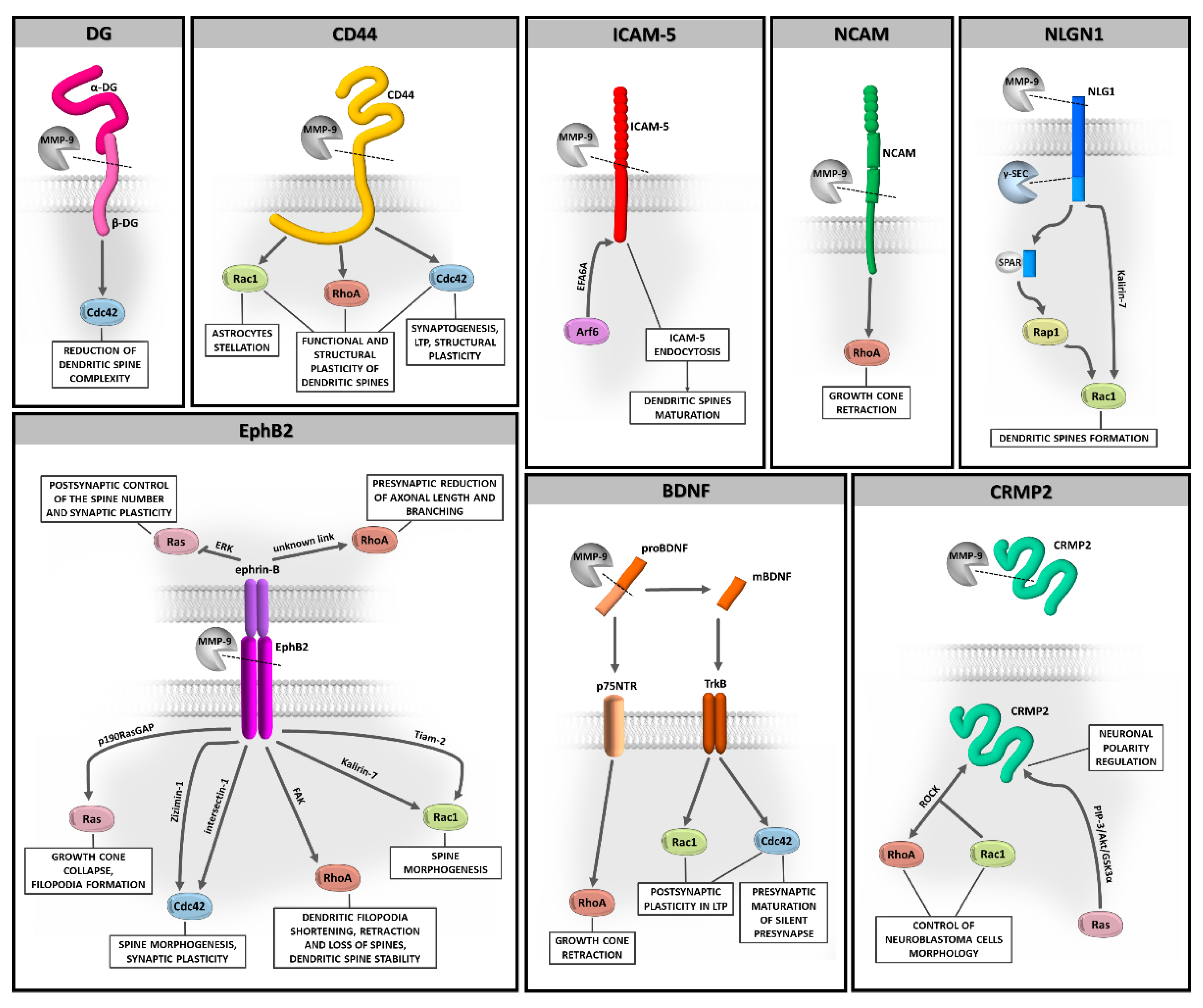 Cells 10 00166 g002 Cells 10 00166 g002