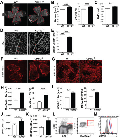 Cells Free Full Text Cd112 Regulates Angiogenesis And T Cell Entry Into The Spleen Html