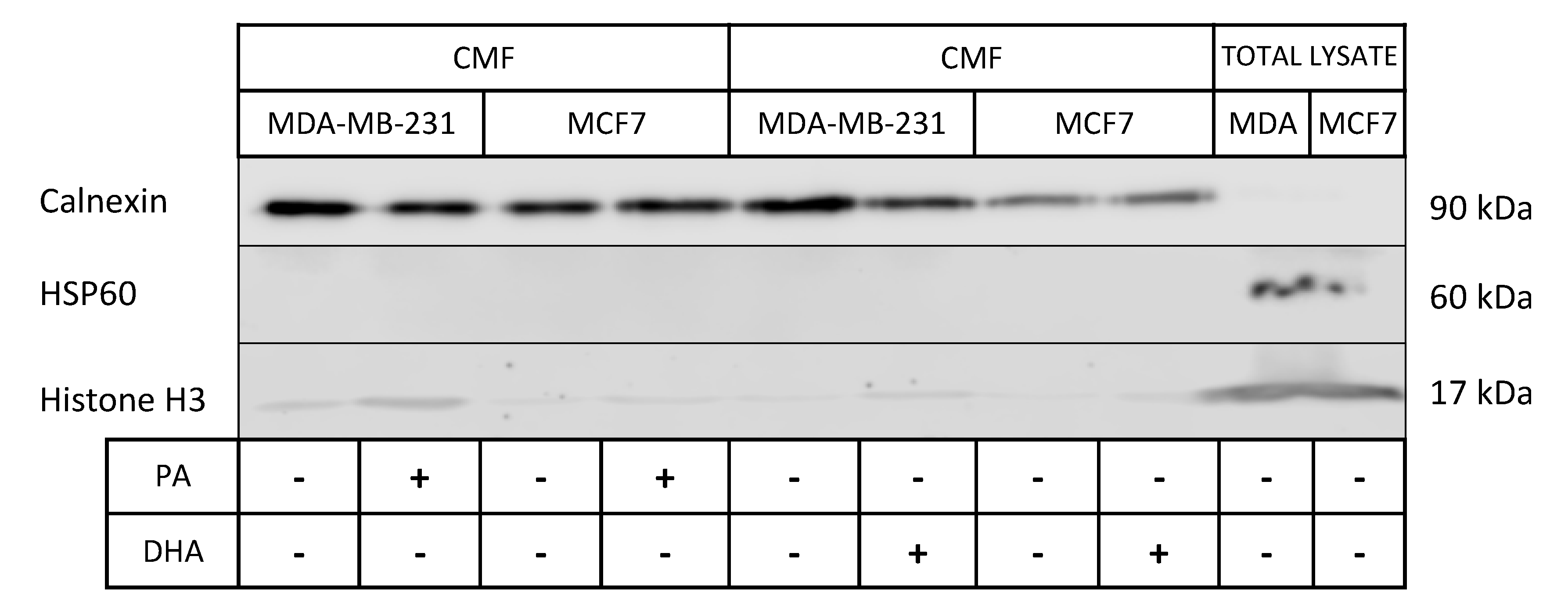 Cells 10 00175 g004 Cells 10 00175 g004