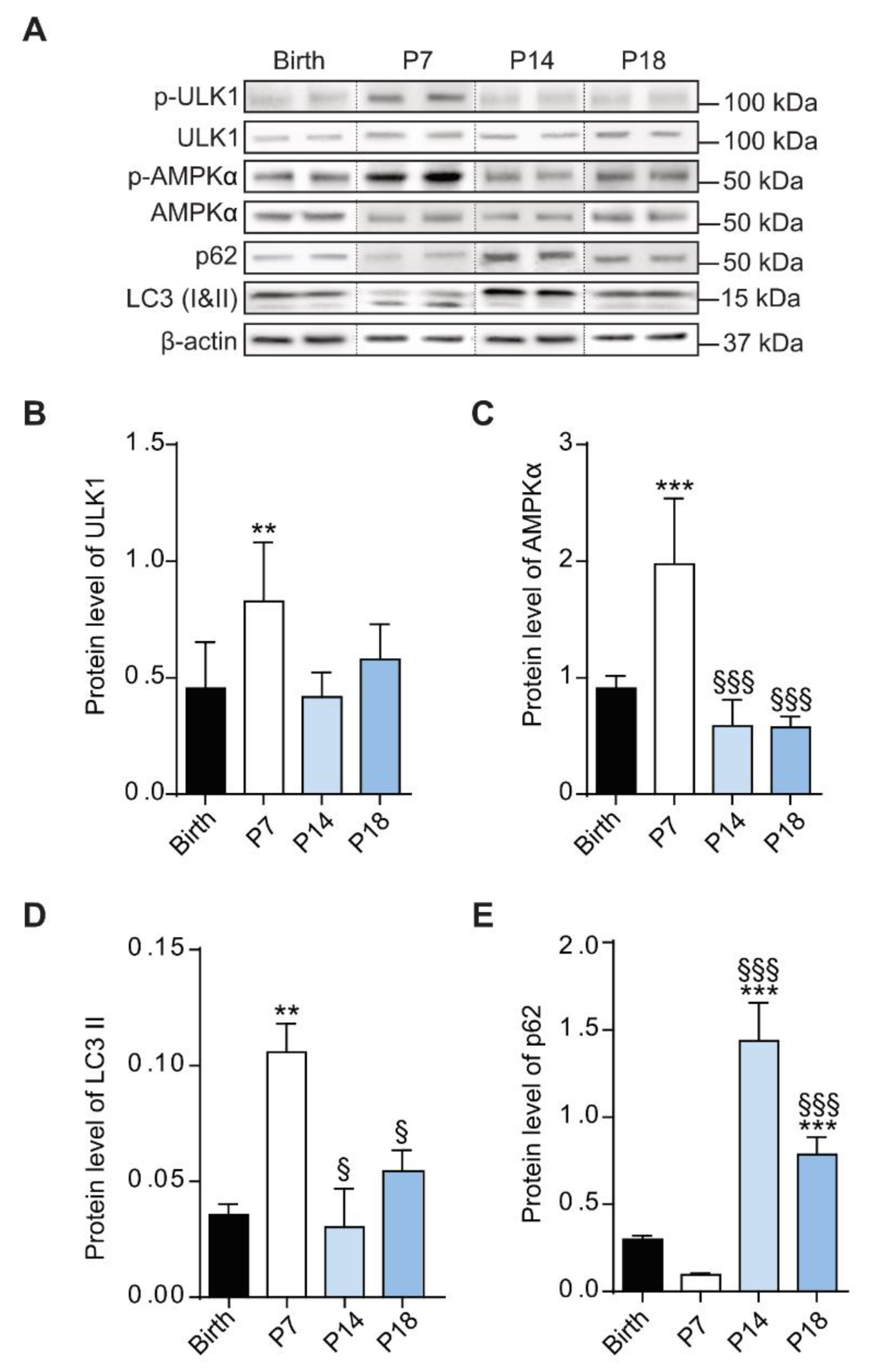 Cells 10 00177 g004 Cells 10 00177 g004