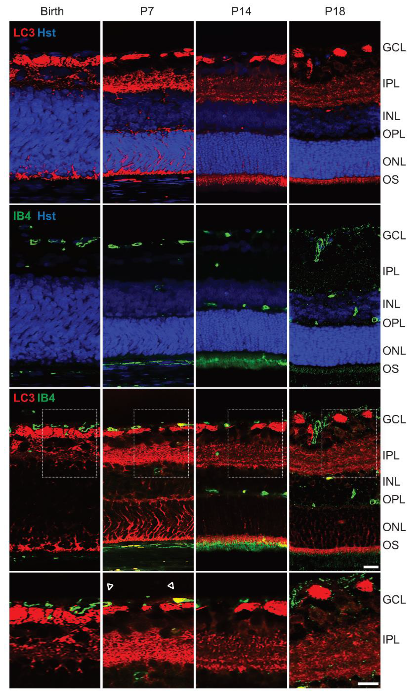 Cells 10 00177 g005 Cells 10 00177 g005