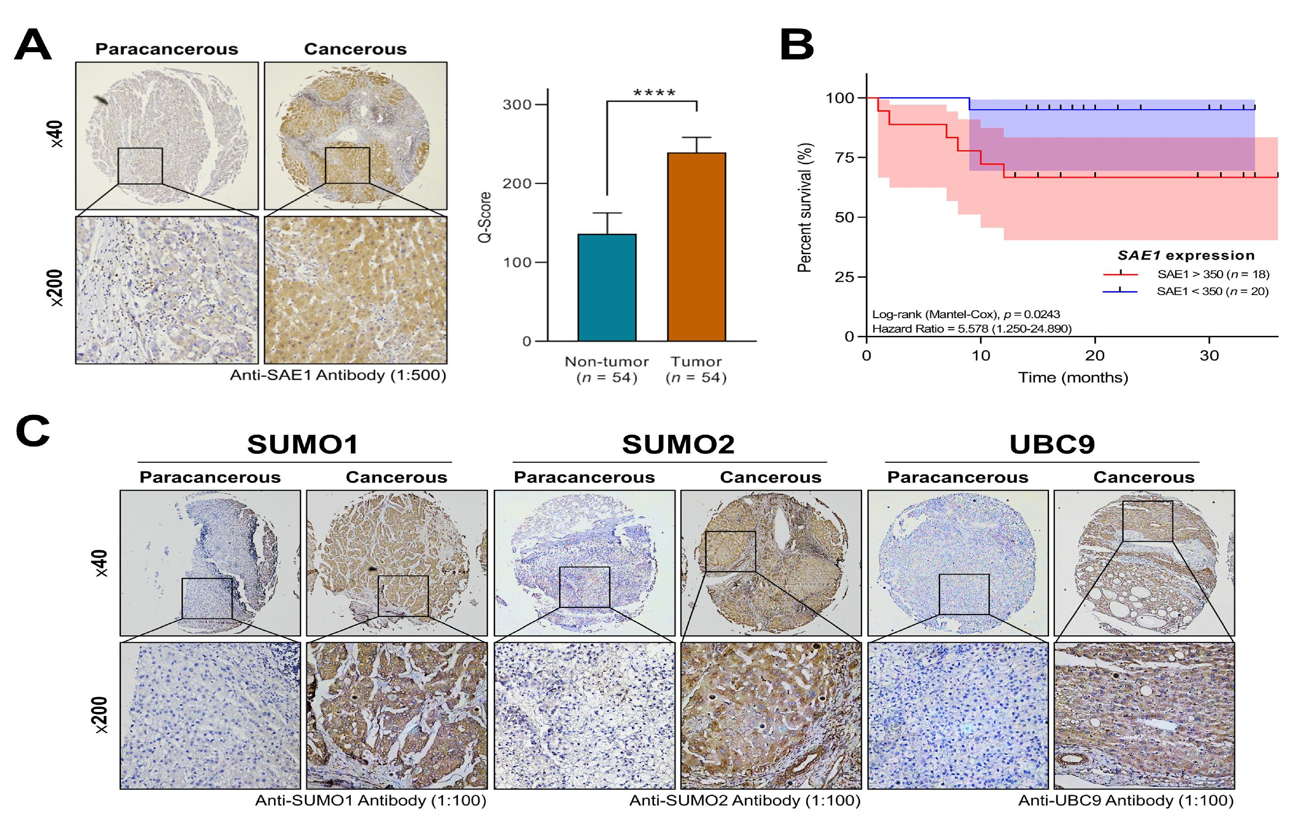 Cells 10 00178 g003 Cells 10 00178 g003