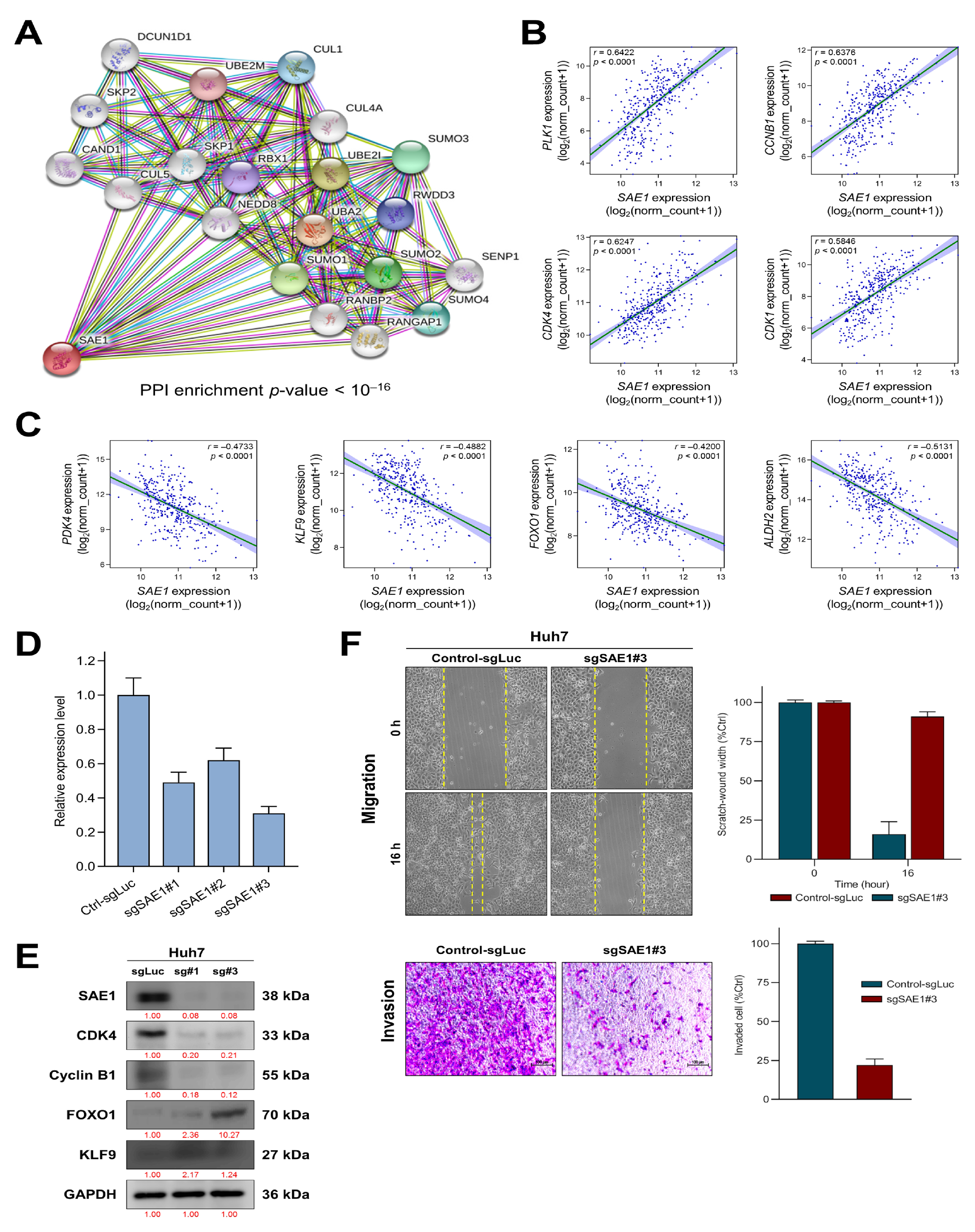 Cells 10 00178 g005 Cells 10 00178 g005