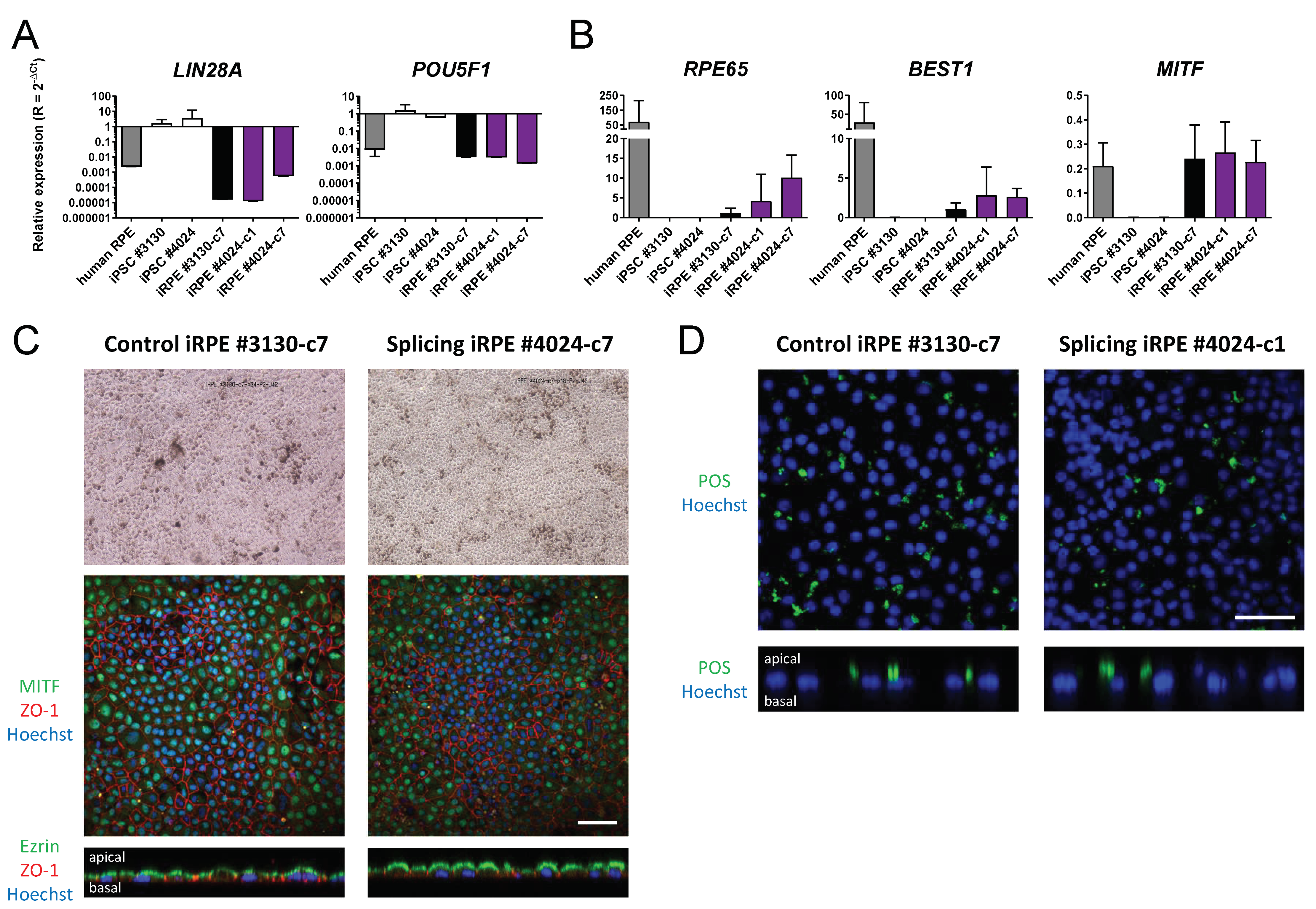 Cells 10 00179 g003 Cells 10 00179 g003
