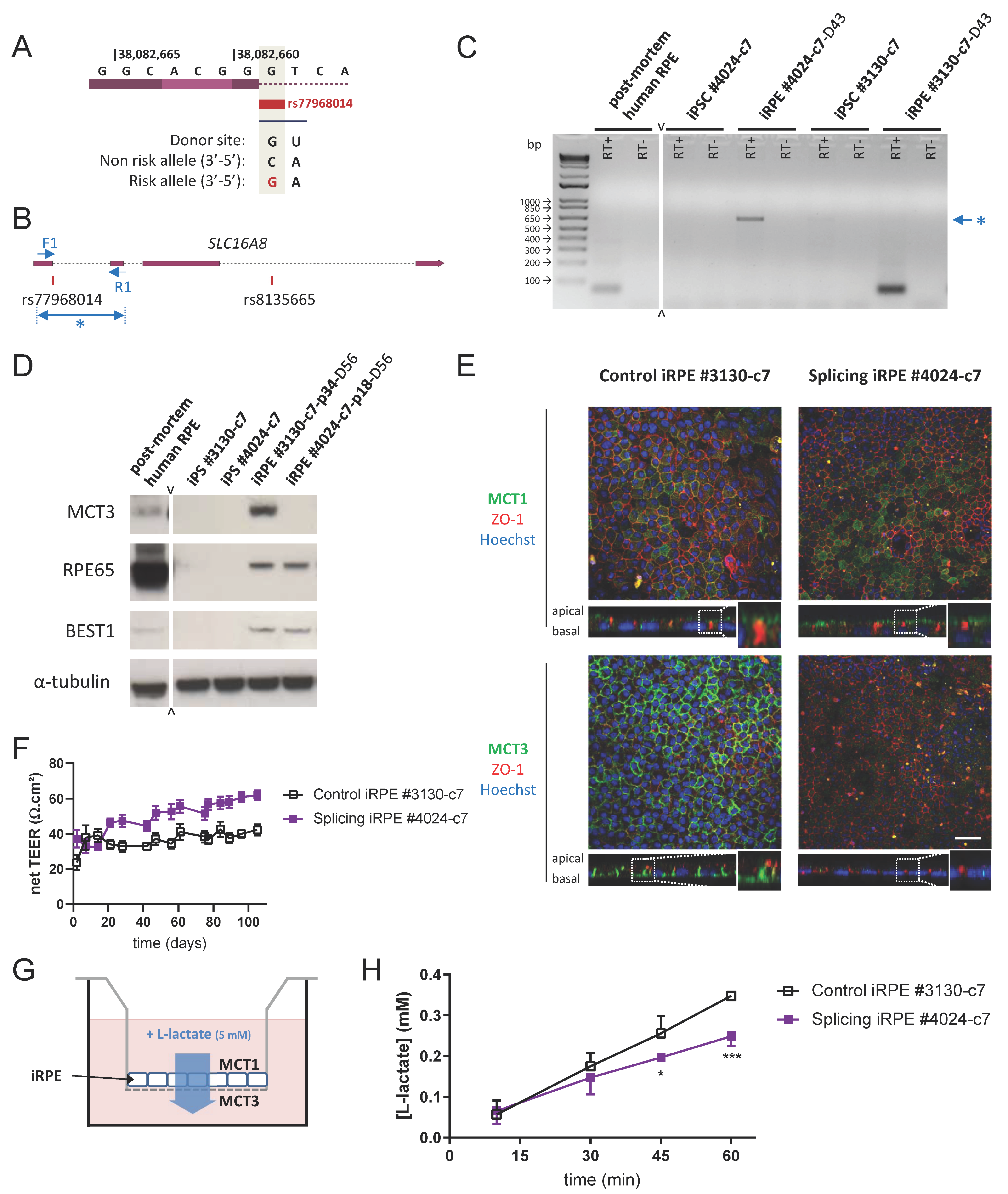 Cells 10 00179 g004 Cells 10 00179 g004