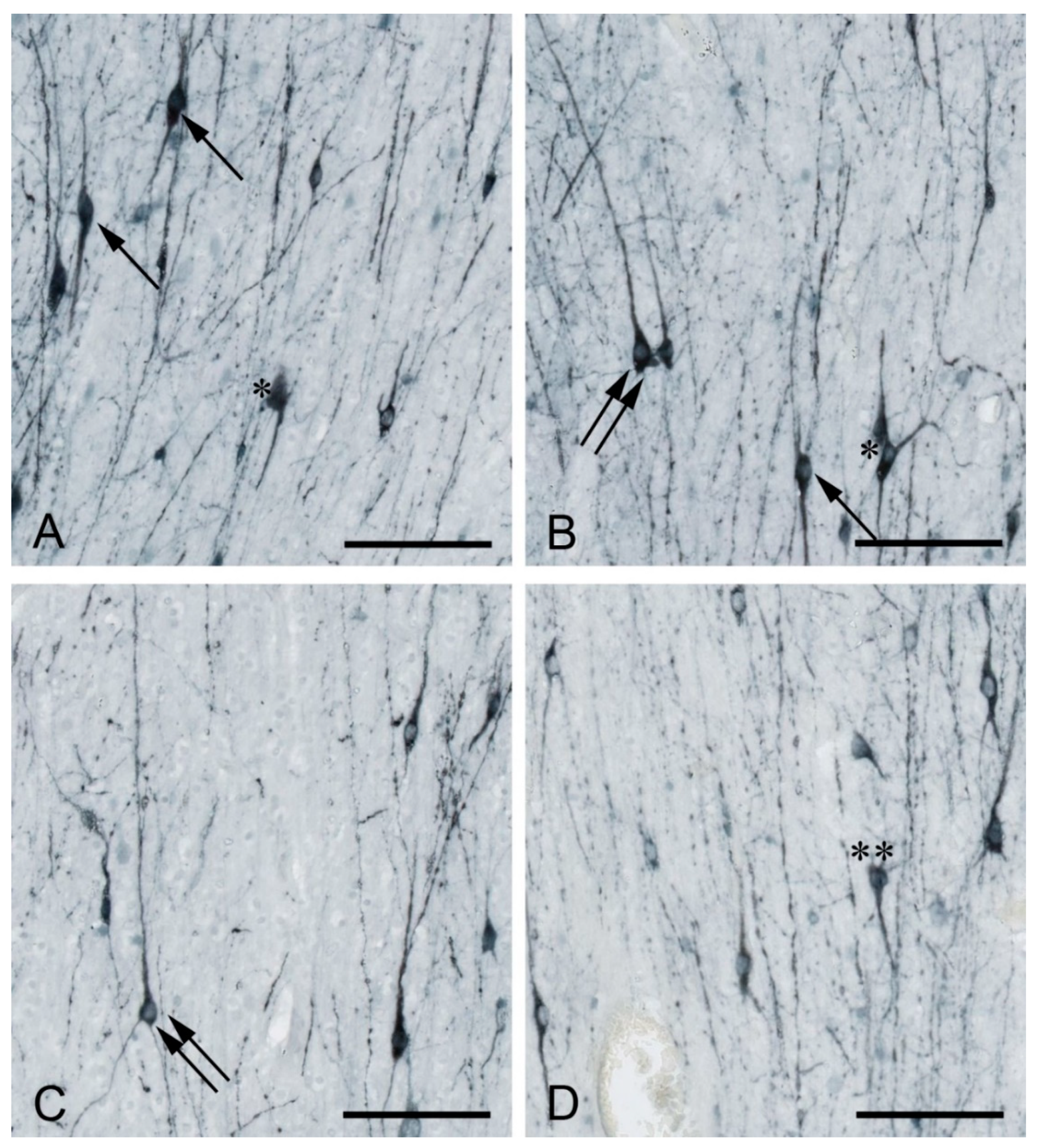 Cells 10 00190 g001