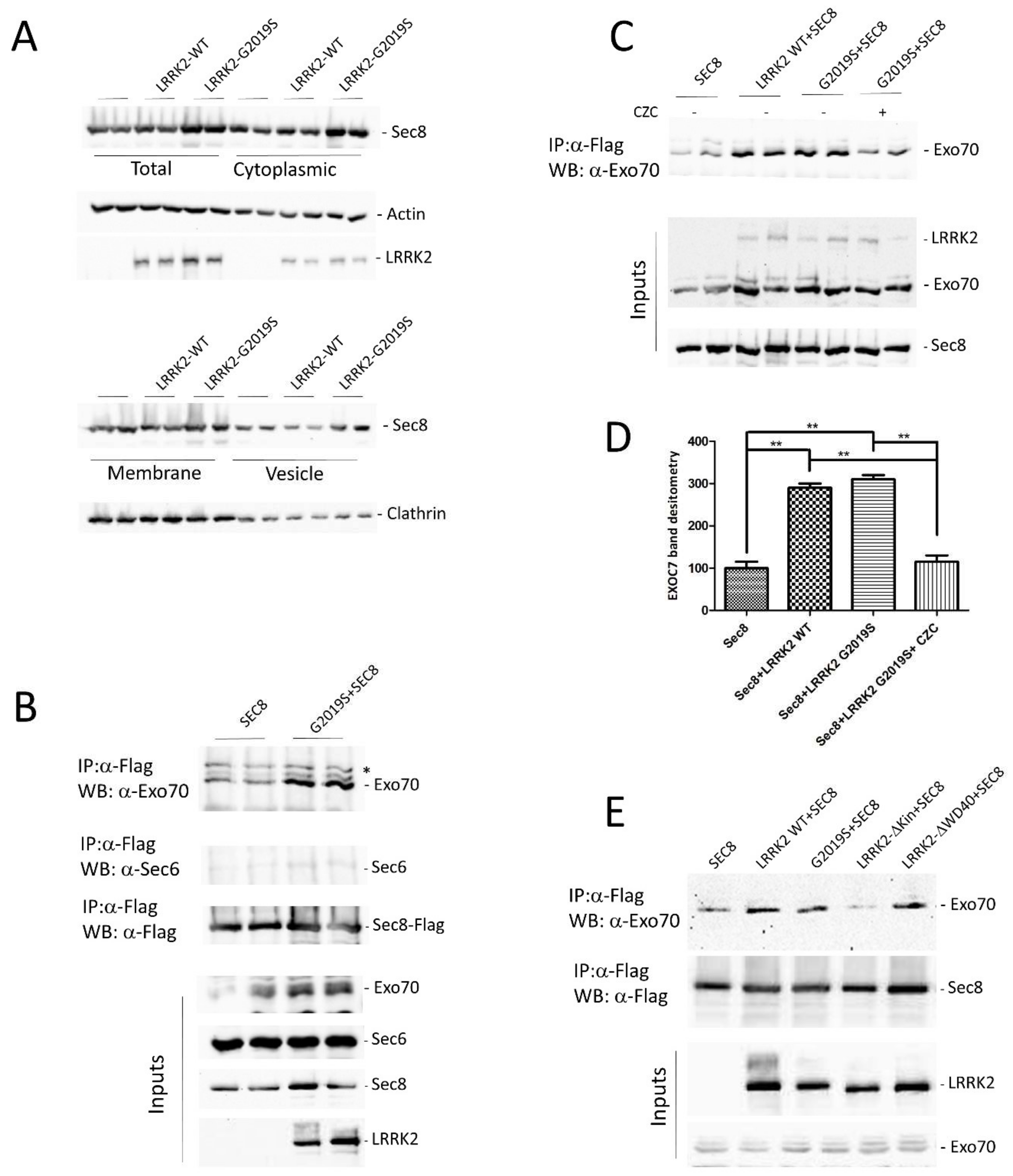 Cells 10 00203 g003 Cells 10 00203 g003