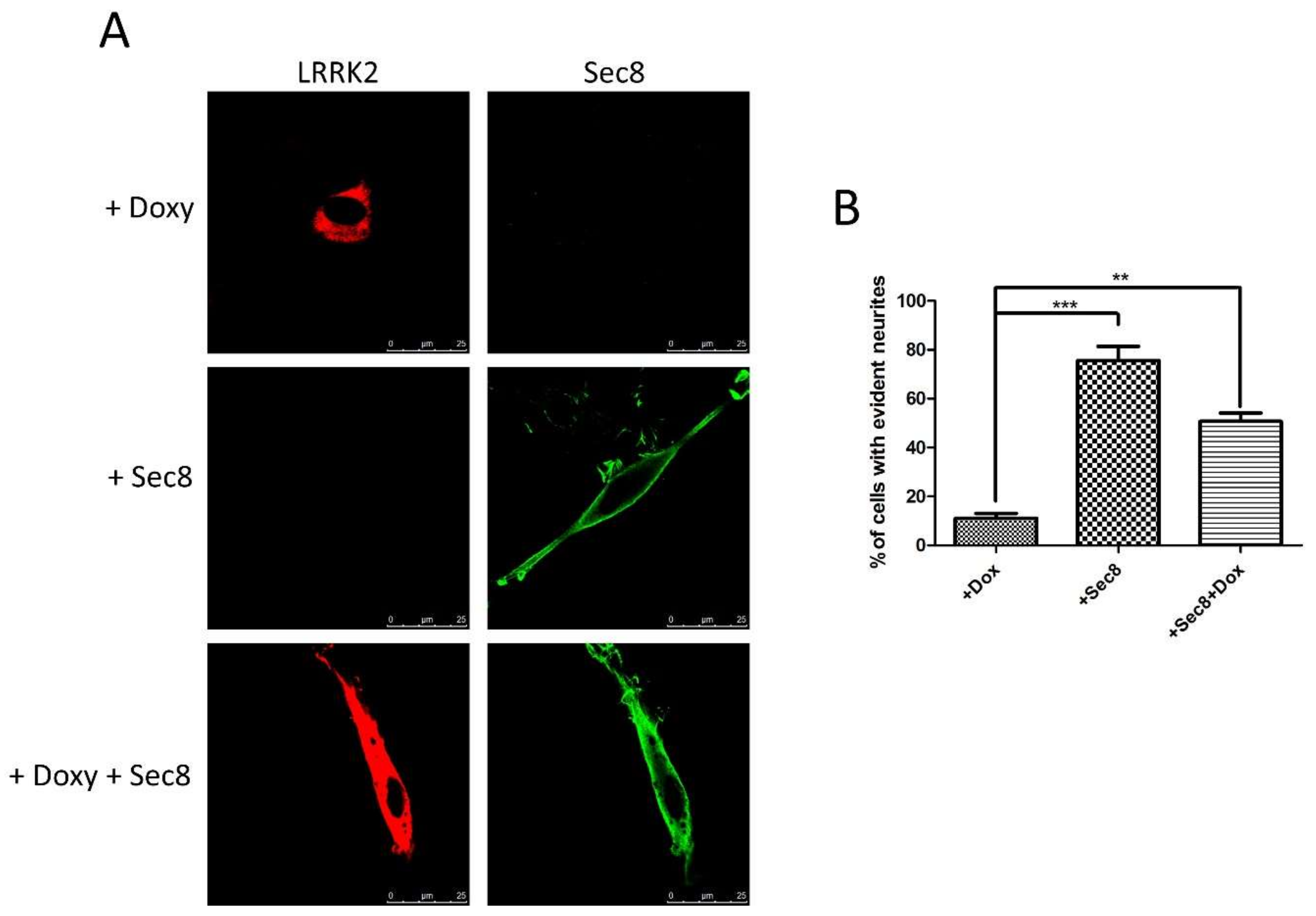 Cells 10 00203 g004 Cells 10 00203 g004