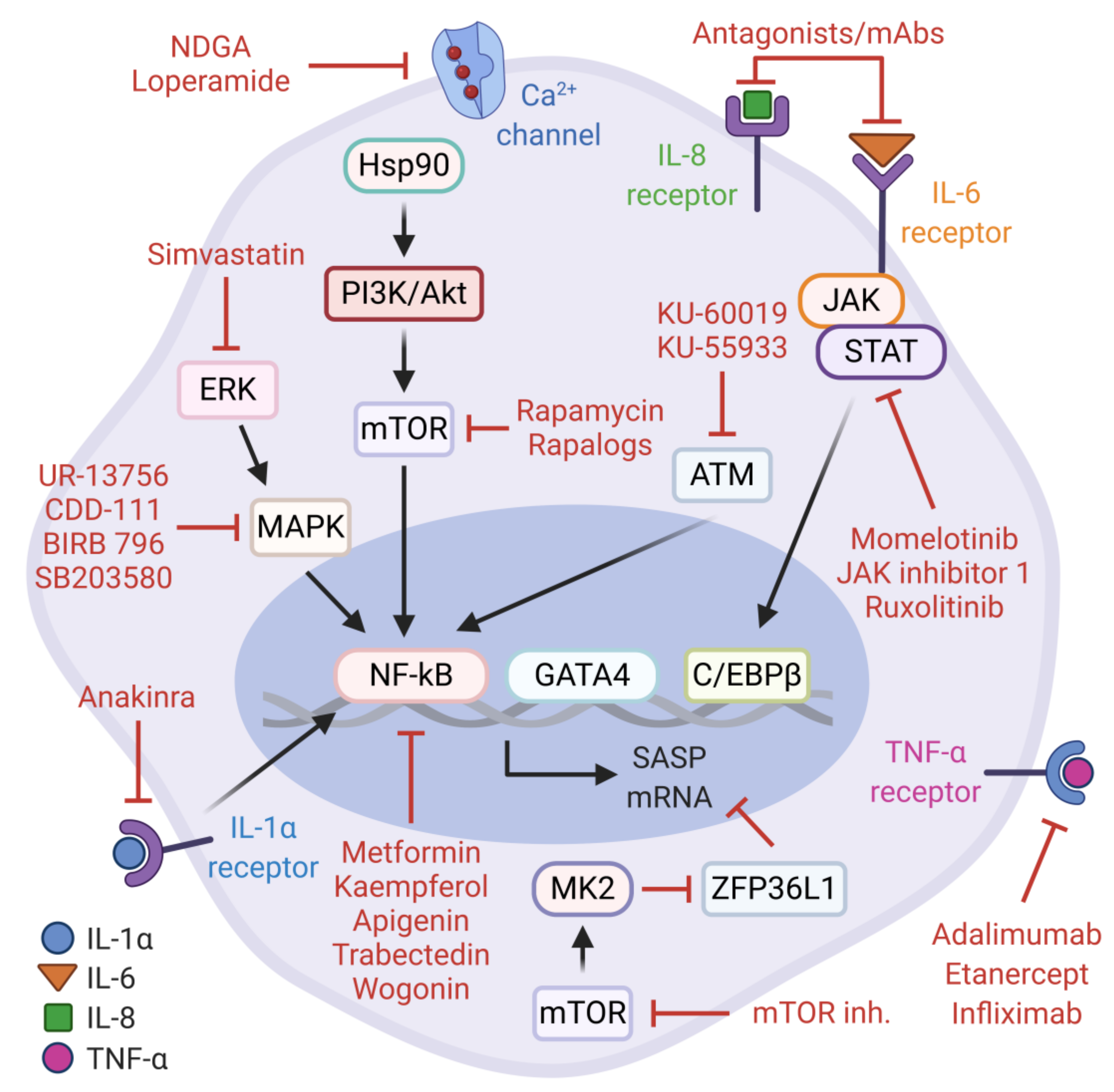 Cells 10 00208 g002 Cells 10 00208 g002