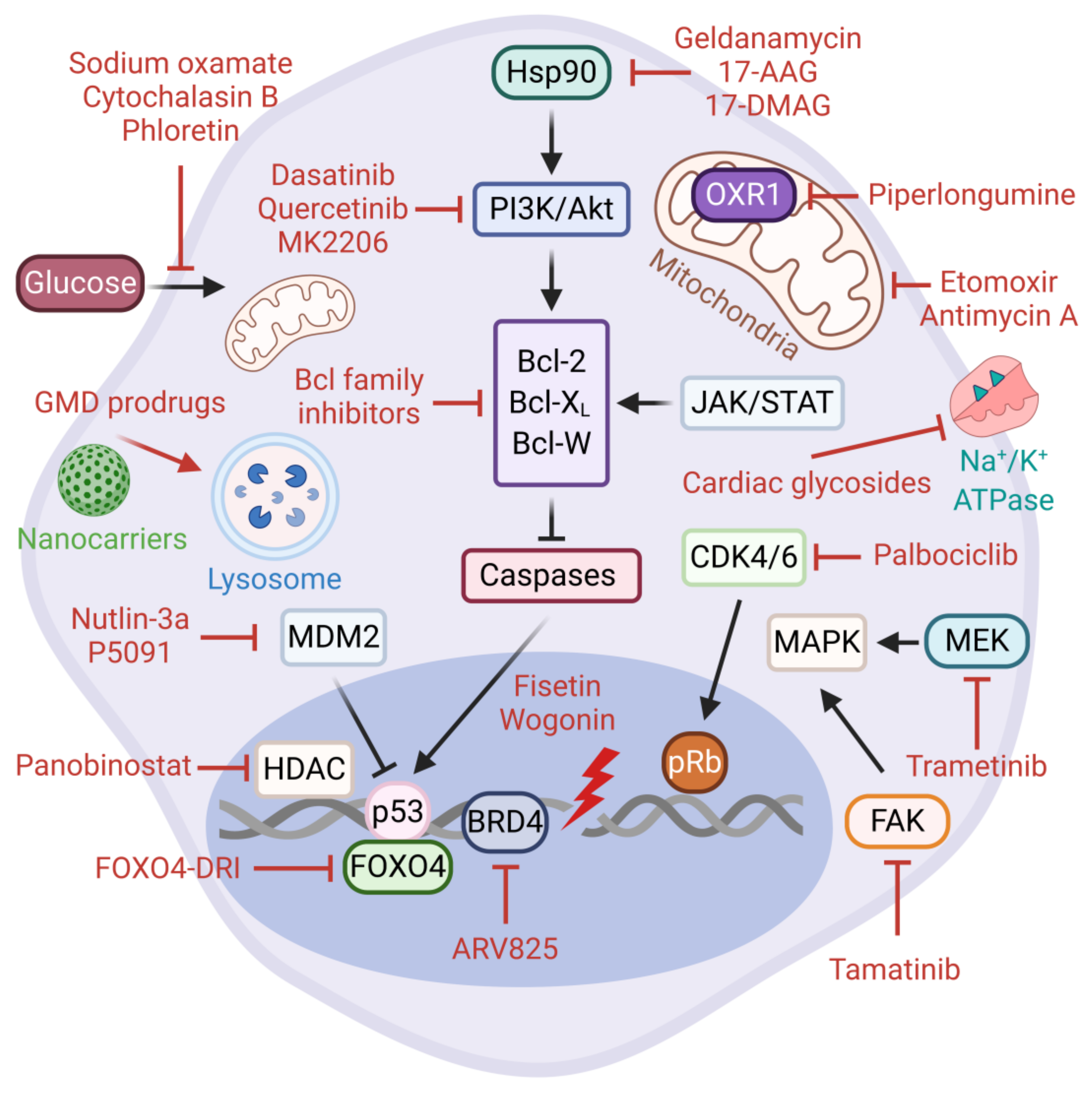 Cells 10 00208 g003 Cells 10 00208 g003