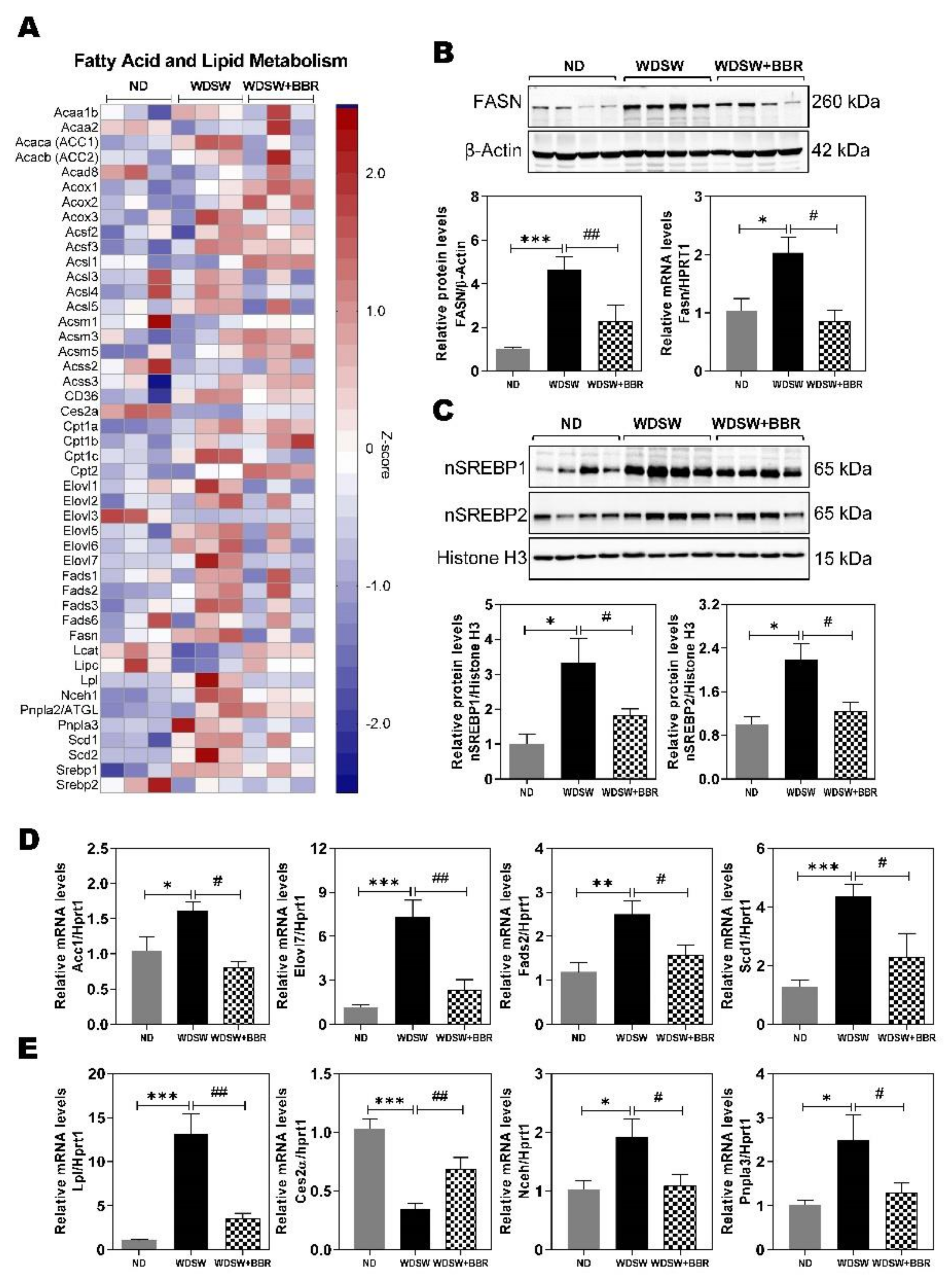 Cells 10 00210 g004 Cells 10 00210 g004
