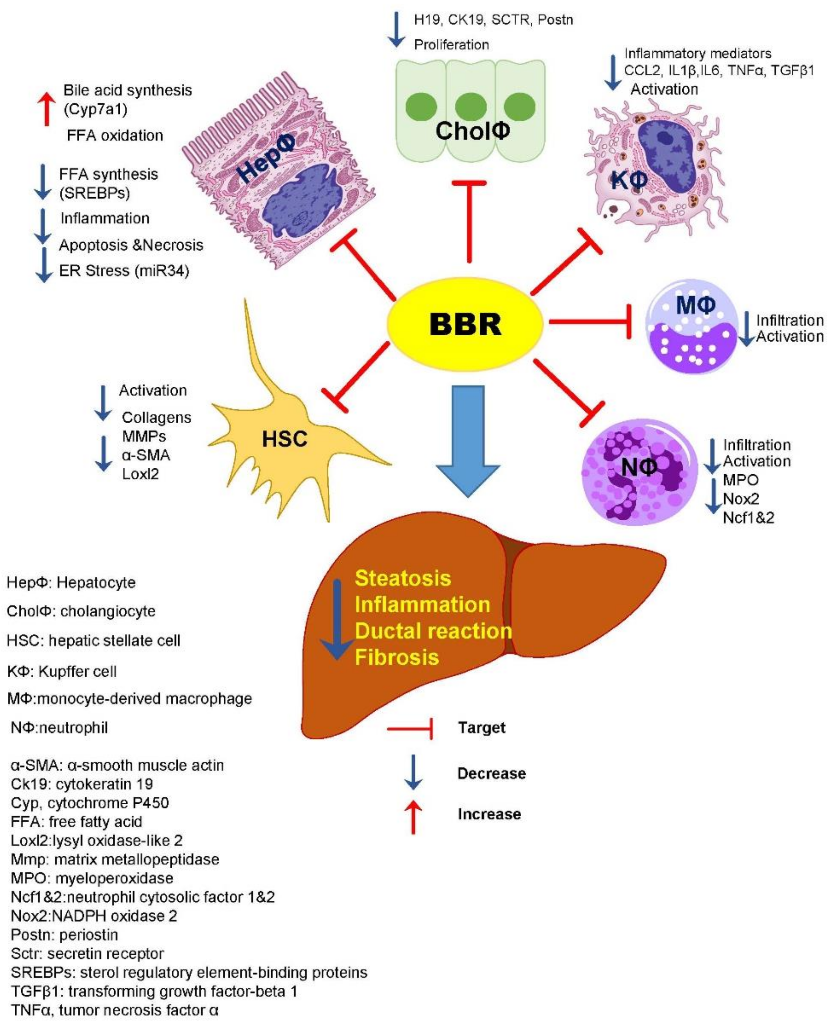 Cells 10 00210 g008 Cells 10 00210 g008