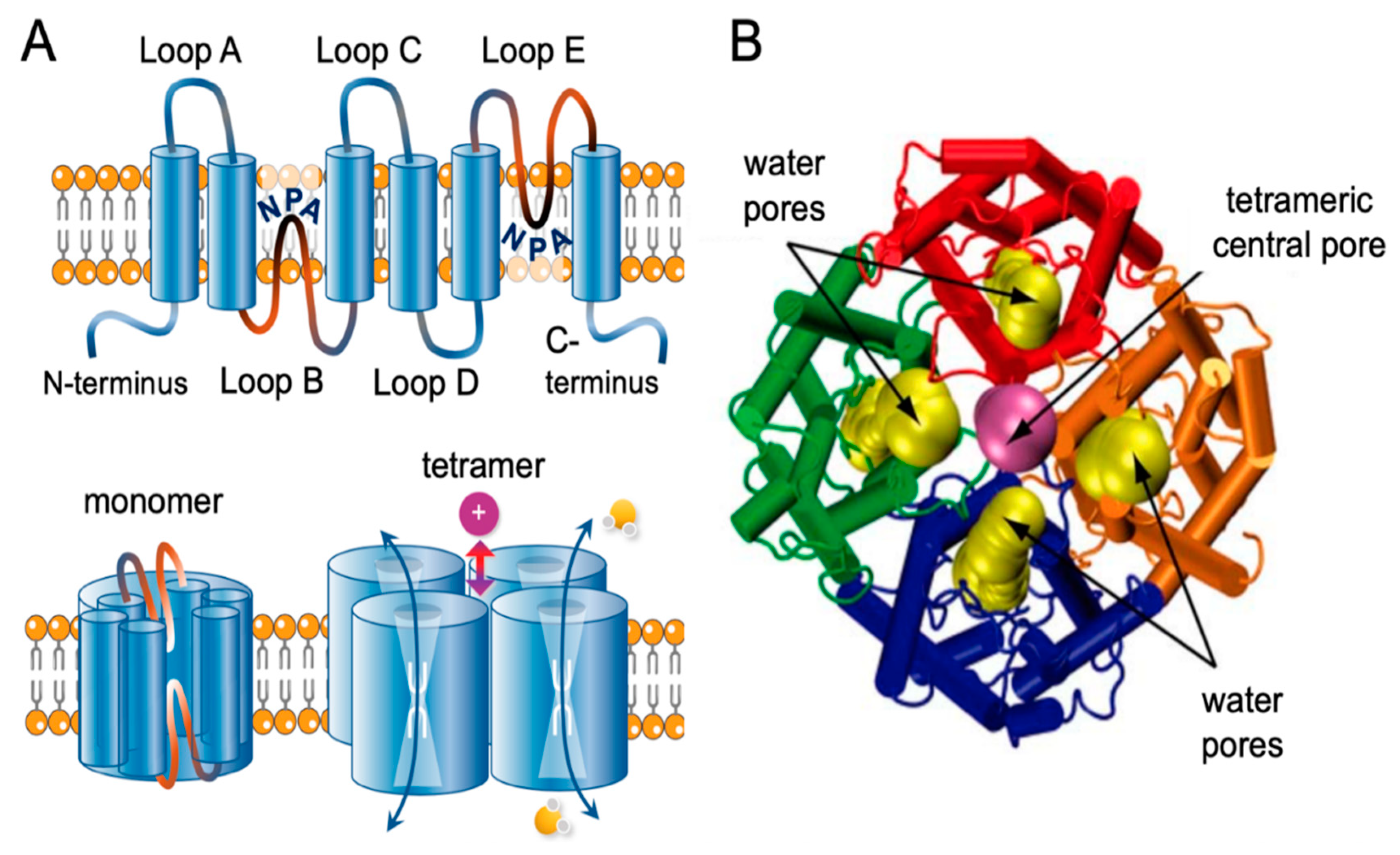Cells 10 00215 g001 Cells 10 00215 g001